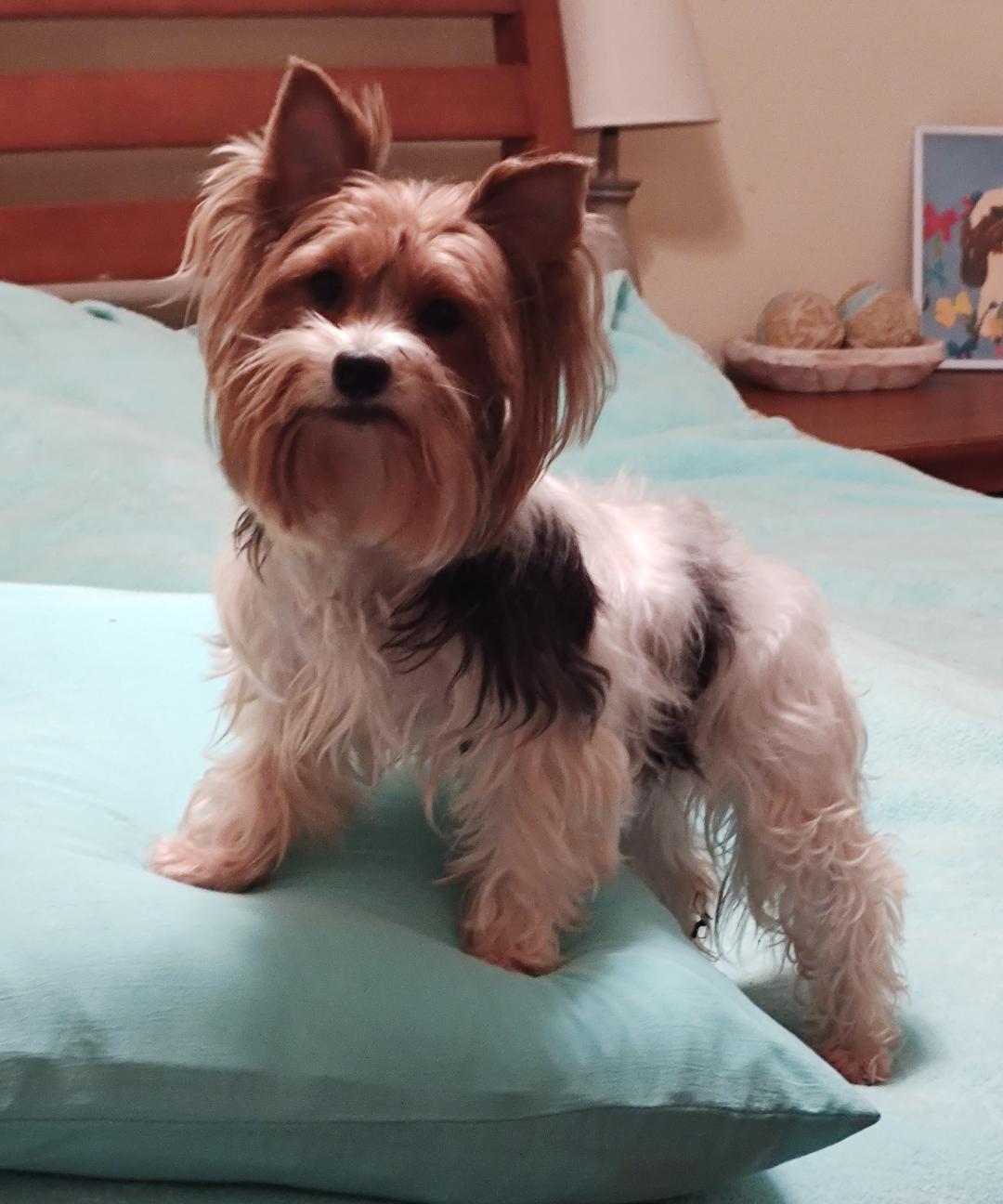 Ophelia, an adoptable Yorkshire Terrier in Mary Esther, FL image 2/4