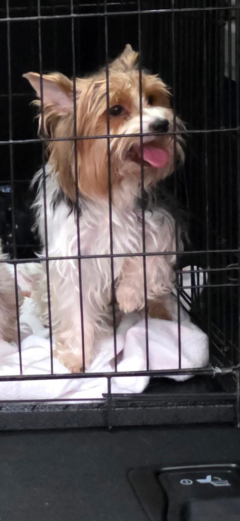 Ofelia, Adoptable, Adult Female Yorkshire Terrier.