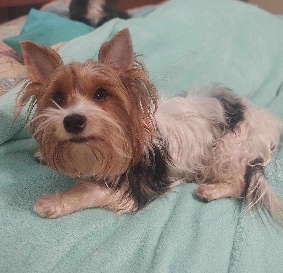 Ophelia, an adoptable Yorkshire Terrier in Mary Esther, FL image 3/4