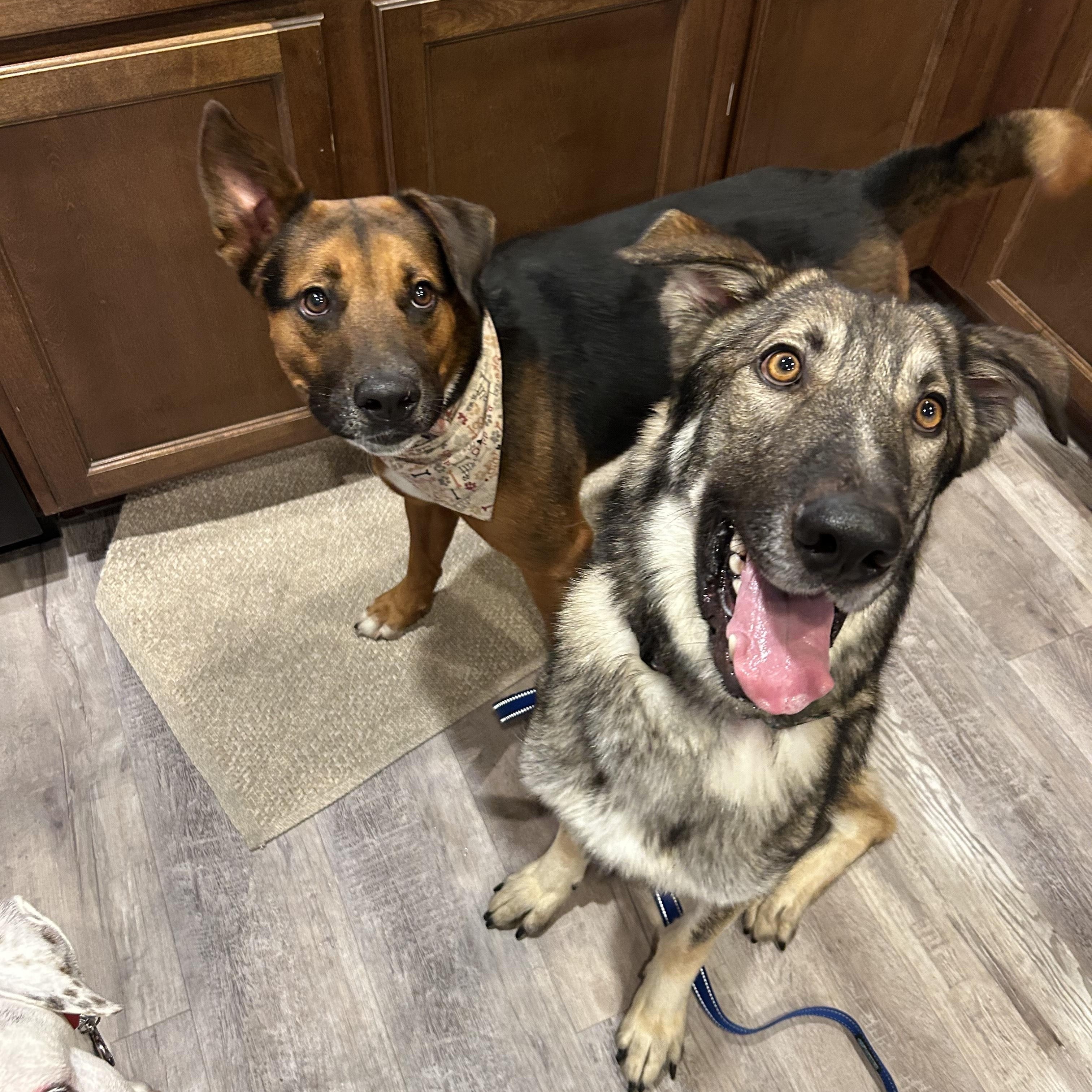 Myles, adopted, Young Male German Shepherd Dog.