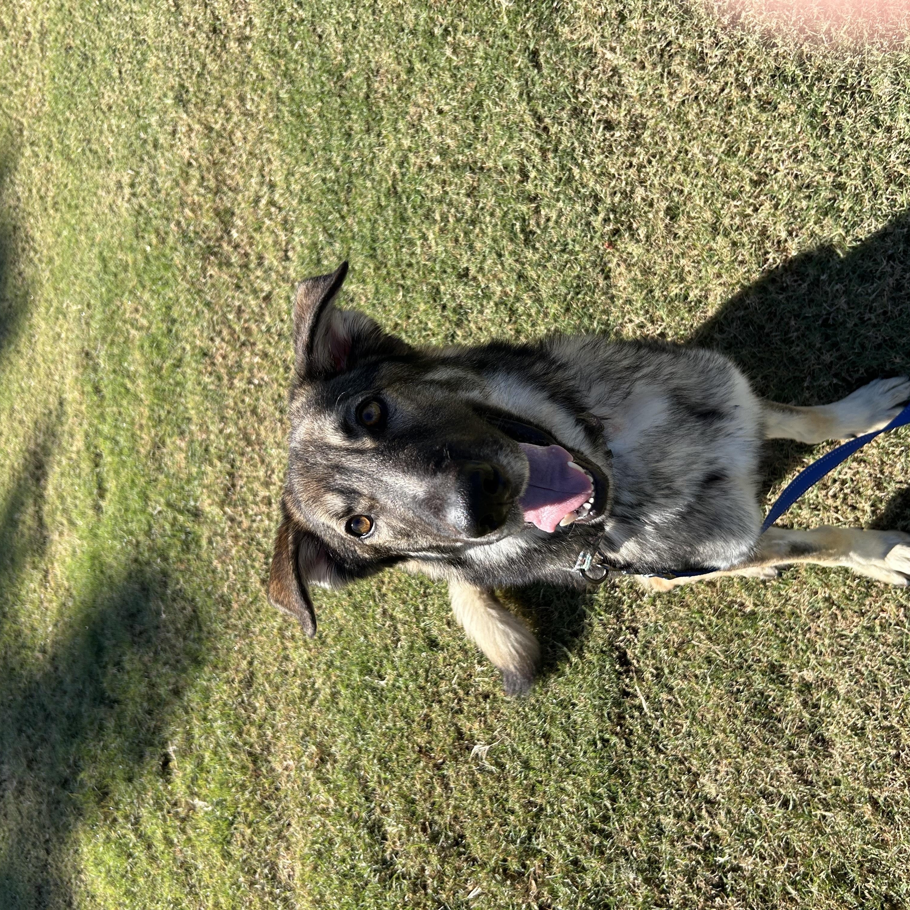 Enlarge Myles, an adopted mixed breed in Tucson, AZ image 2/4