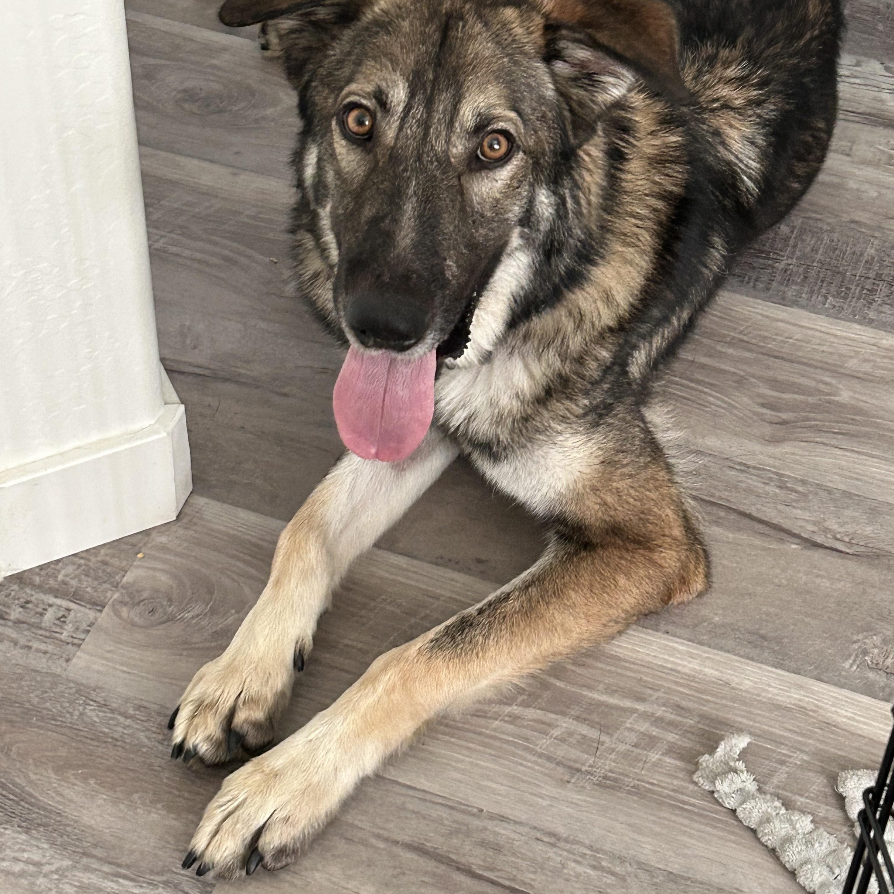 Enlarge Myles, an adopted mixed breed in Tucson, AZ image 3/4