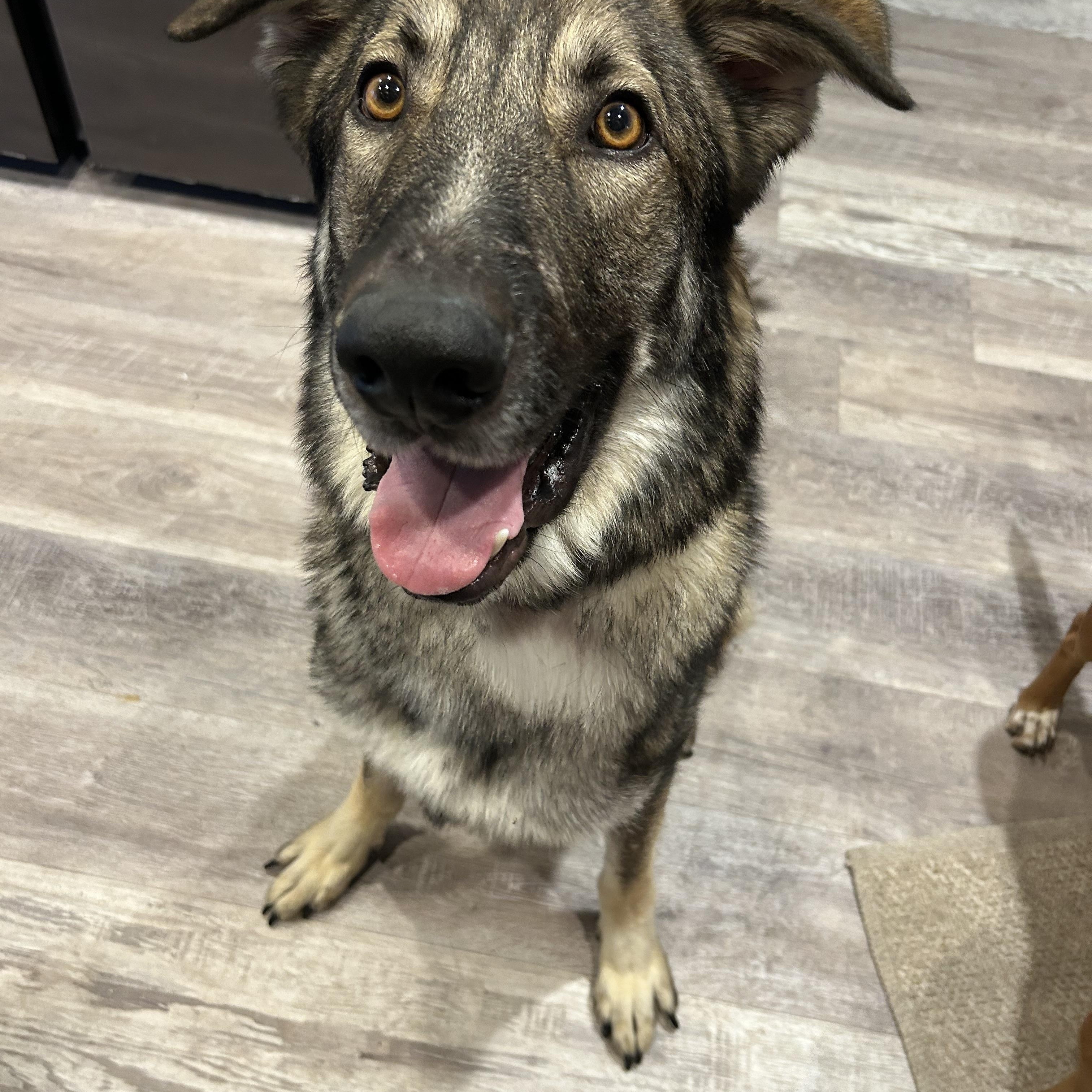 Myles, adopted, Young Male German Shepherd Dog.