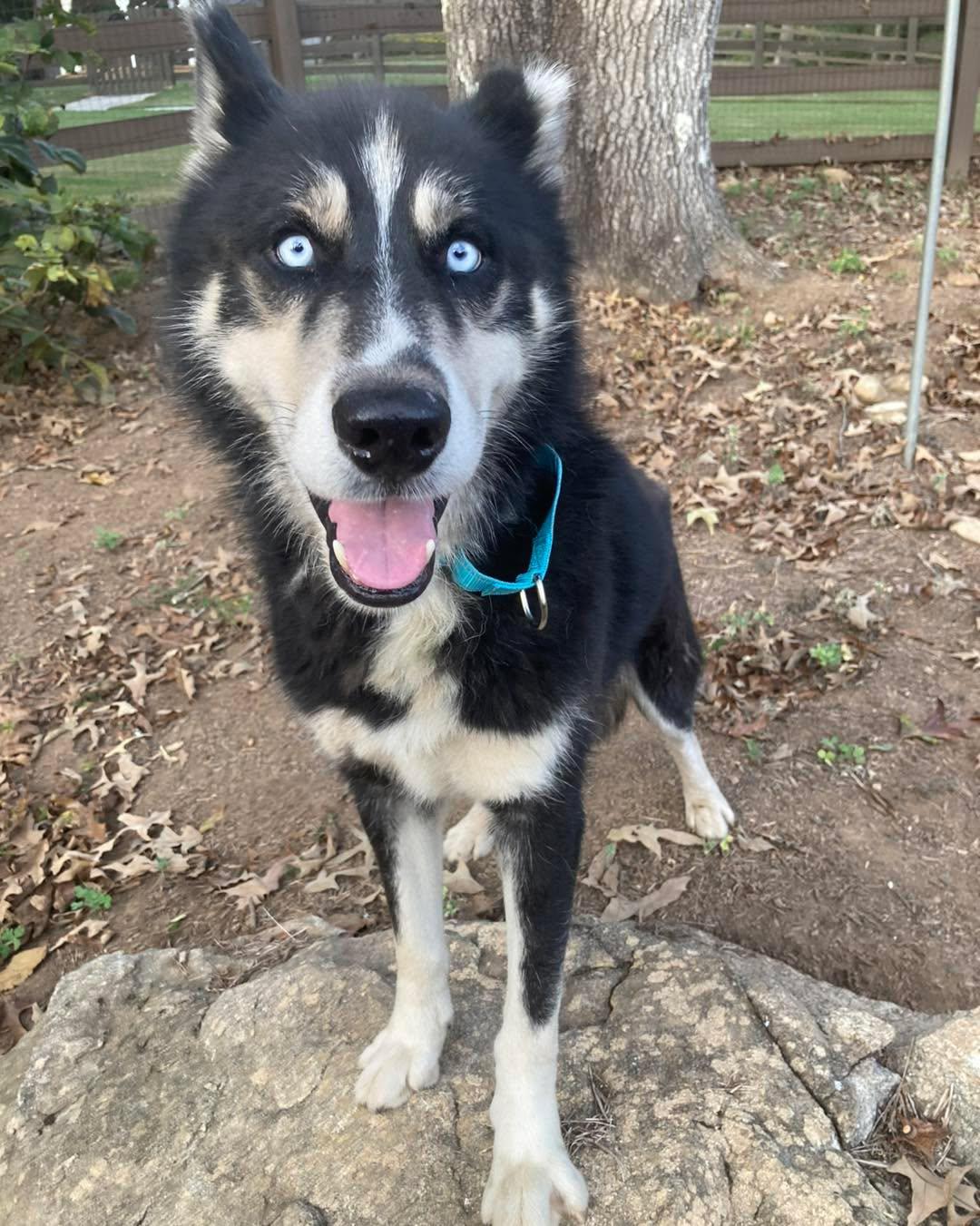 Kibah, Adoptable, Adult Male Siberian Husky.