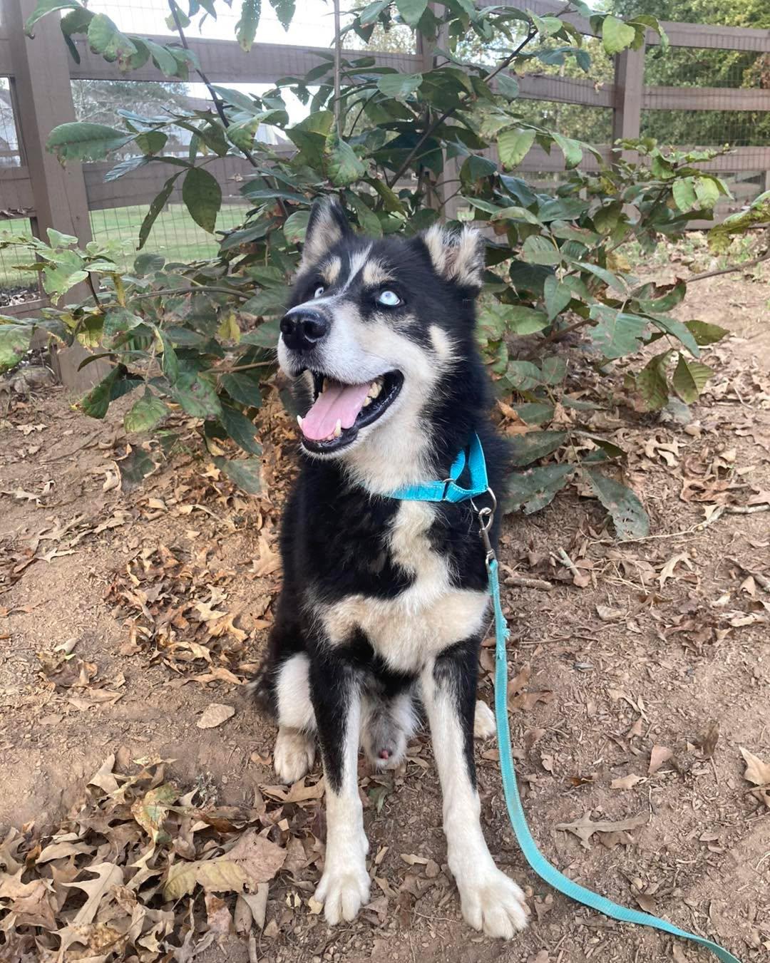 Kibah, a Adoptable Siberian Husky in Cumming, GA image 3/3