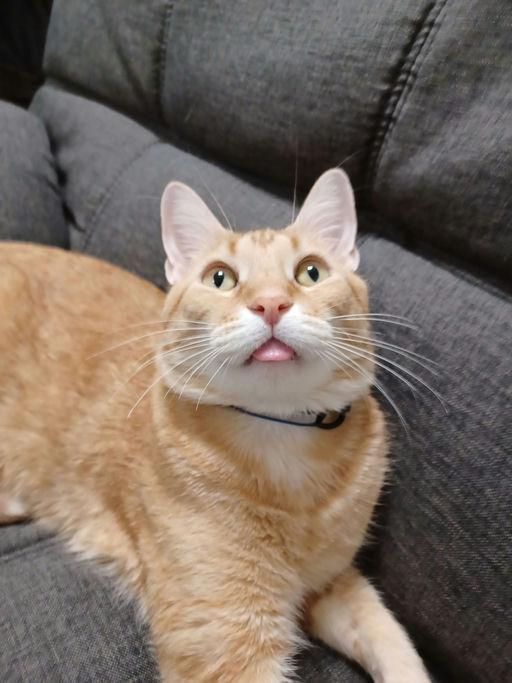 Dax, Adoptable, Adult Male Domestic Short Hair.