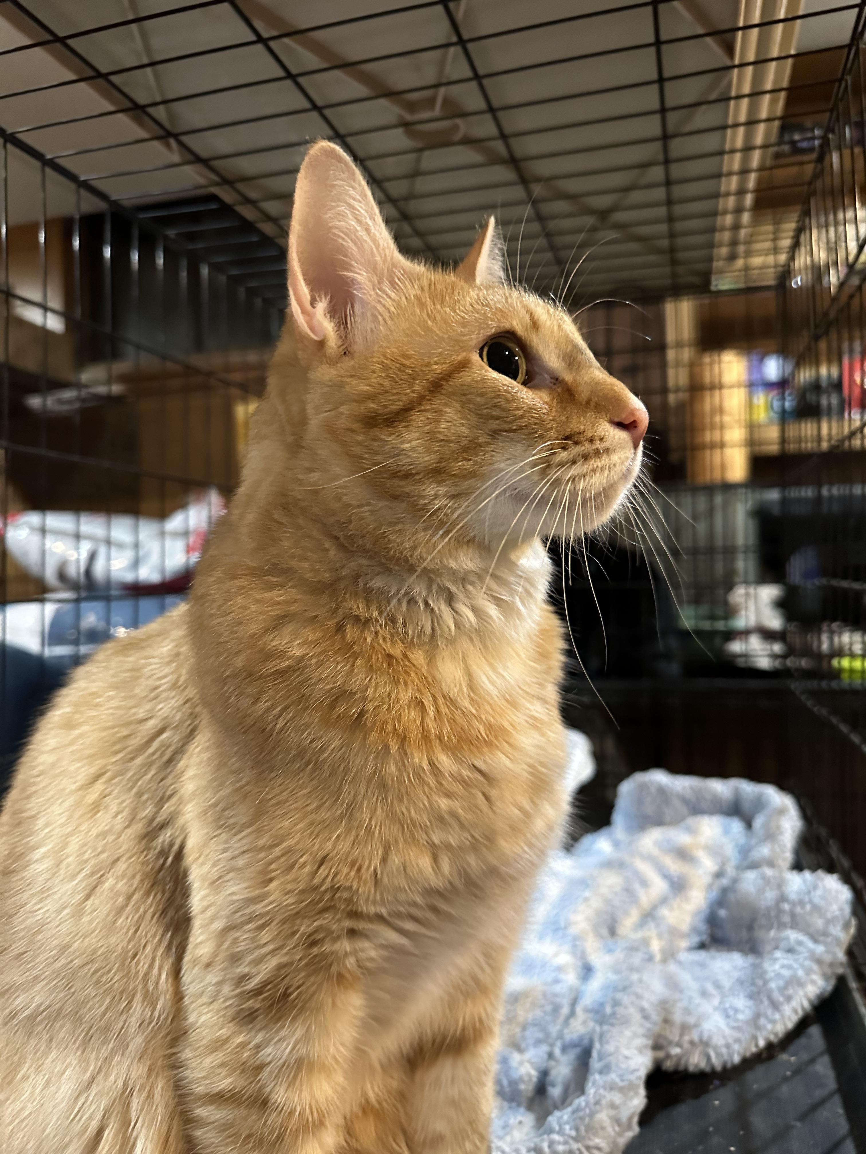 Dax, Adoptable, Adult Male Domestic Short Hair.