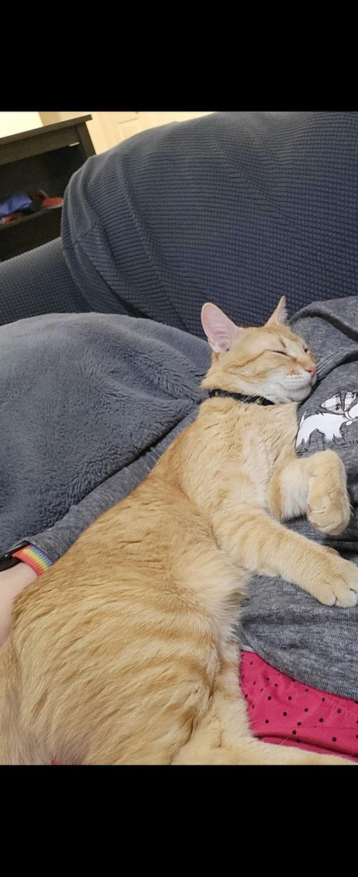 Enlarge Dax, a Adoptable mixed breed in Grand Rapids, MI image 3/6