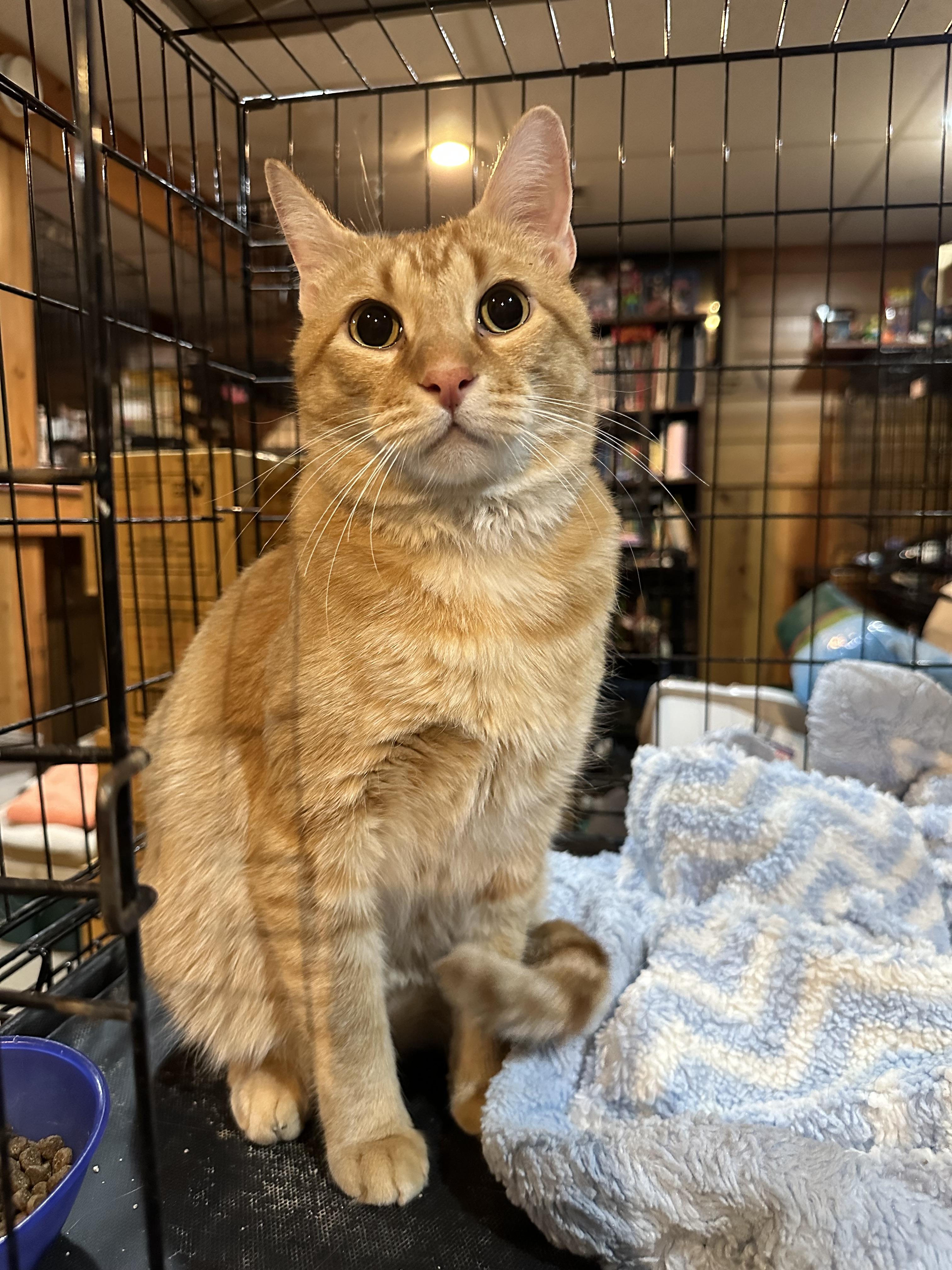 Enlarge Dax, a Adoptable mixed breed in Grand Rapids, MI image 4/6