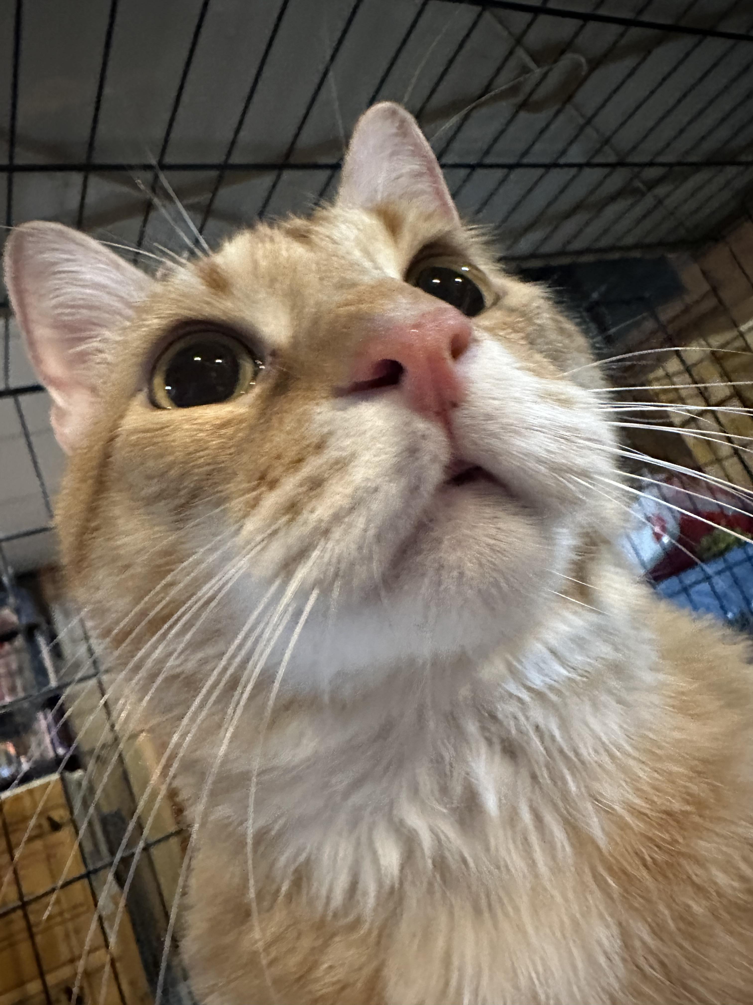 Enlarge Dax, a Adoptable mixed breed in Grand Rapids, MI image 5/6