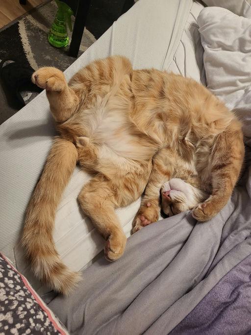 Enlarge Dax, a Adoptable mixed breed in Grand Rapids, MI image 6/6