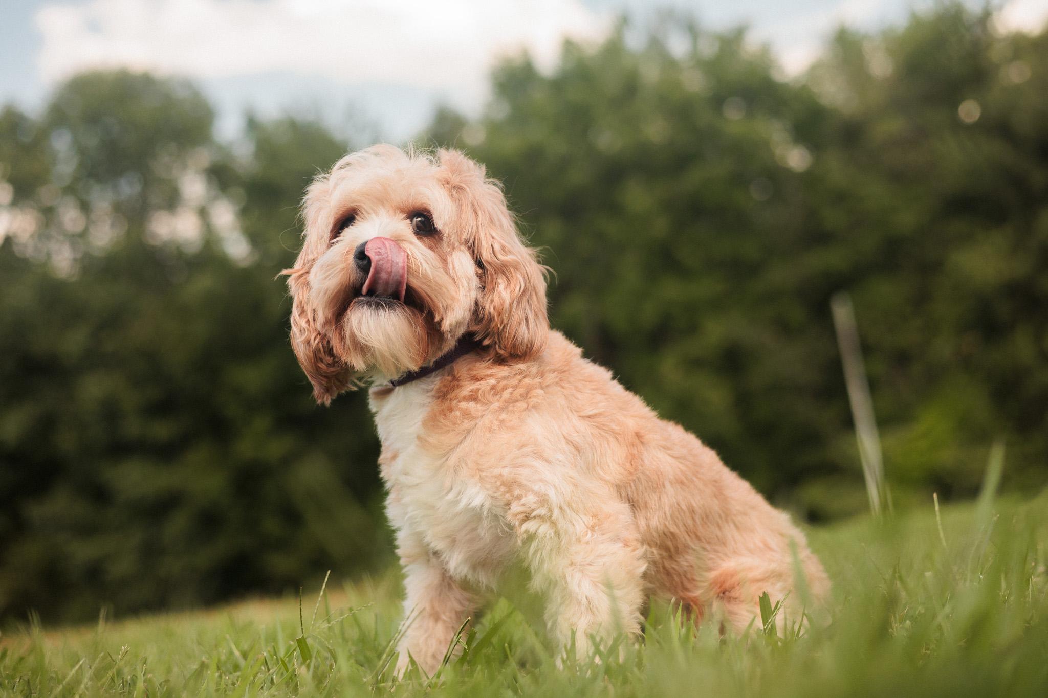 Maria, an adoptable Cavapoo in Gradyville, KY, 42742 | Photo Image 3