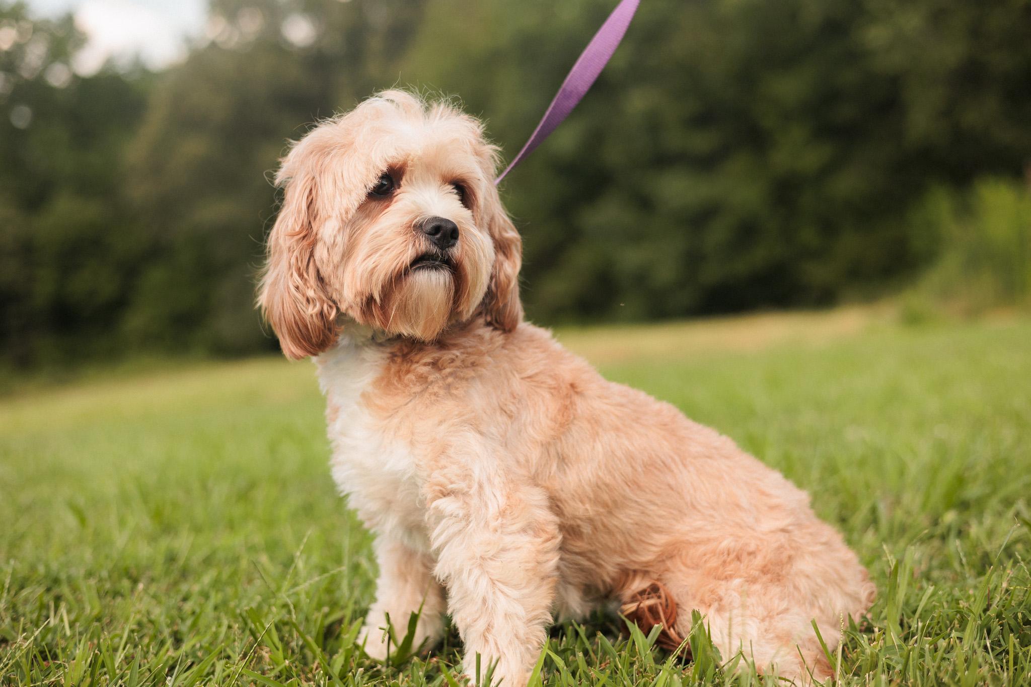 Maria, an adoptable Cavapoo in Gradyville, KY, 42742 | Photo Image 1