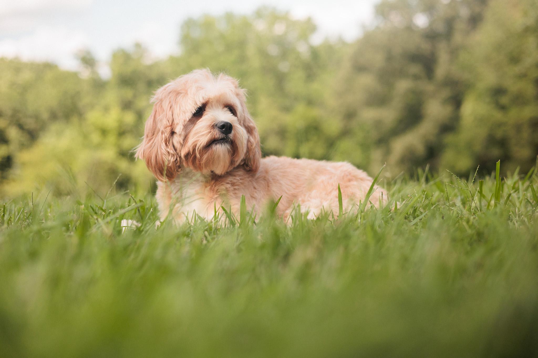 Maria, an adoptable Cavapoo in Gradyville, KY, 42742 | Photo Image 4