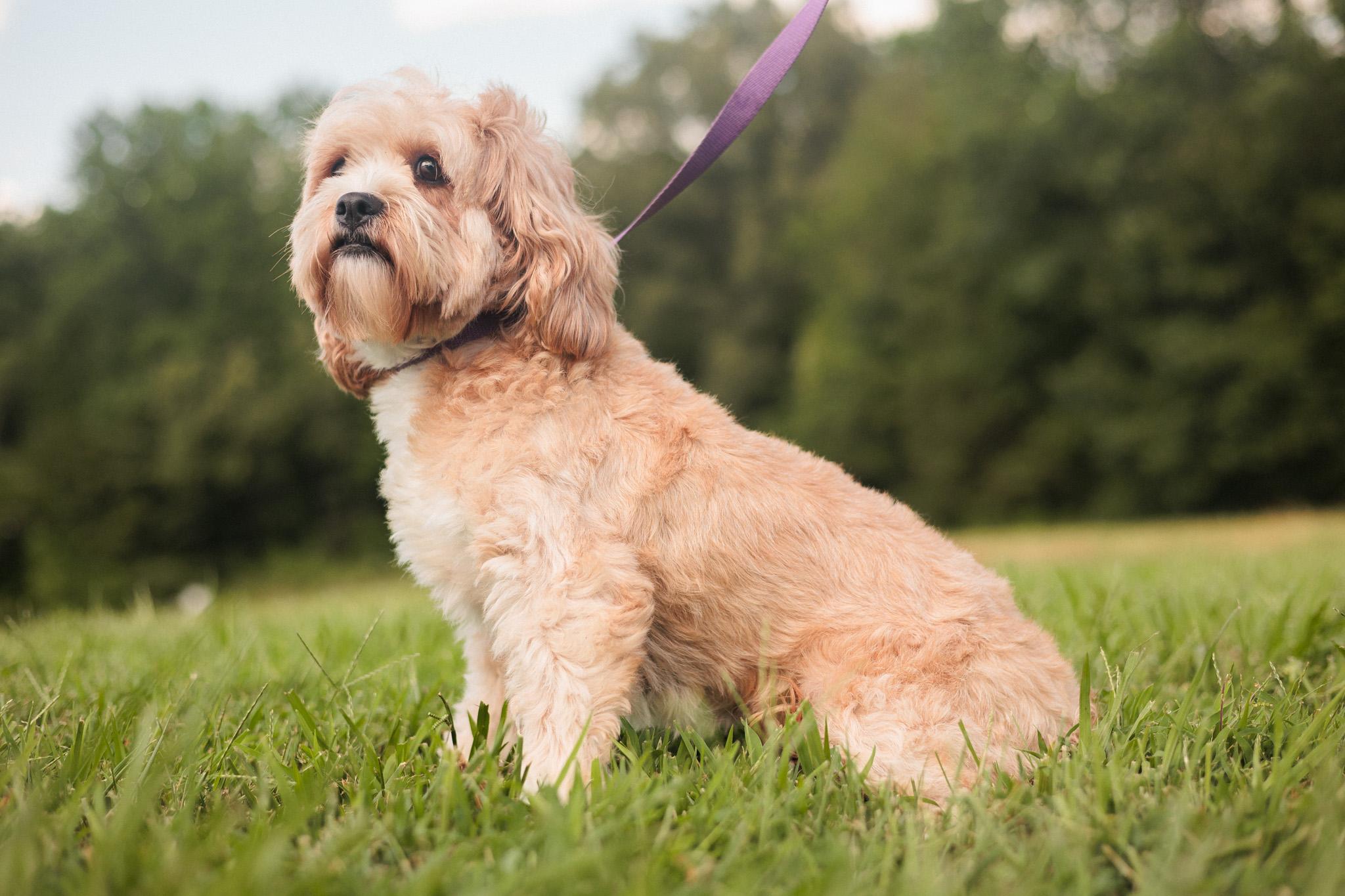Maria, an adoptable Cavapoo in Gradyville, KY, 42742 | Photo Image 5