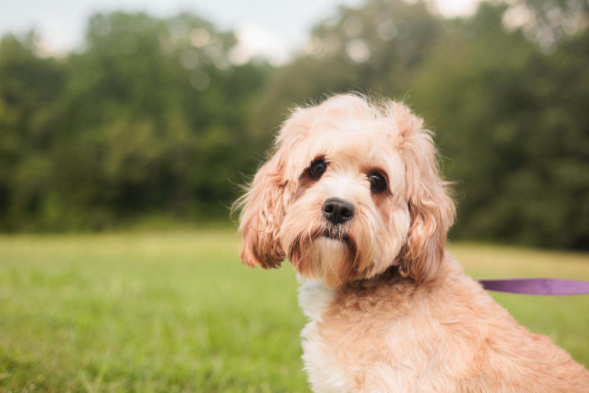 Maria, an adoptable Cavapoo in Gradyville, KY, 42742 | Photo Image 2