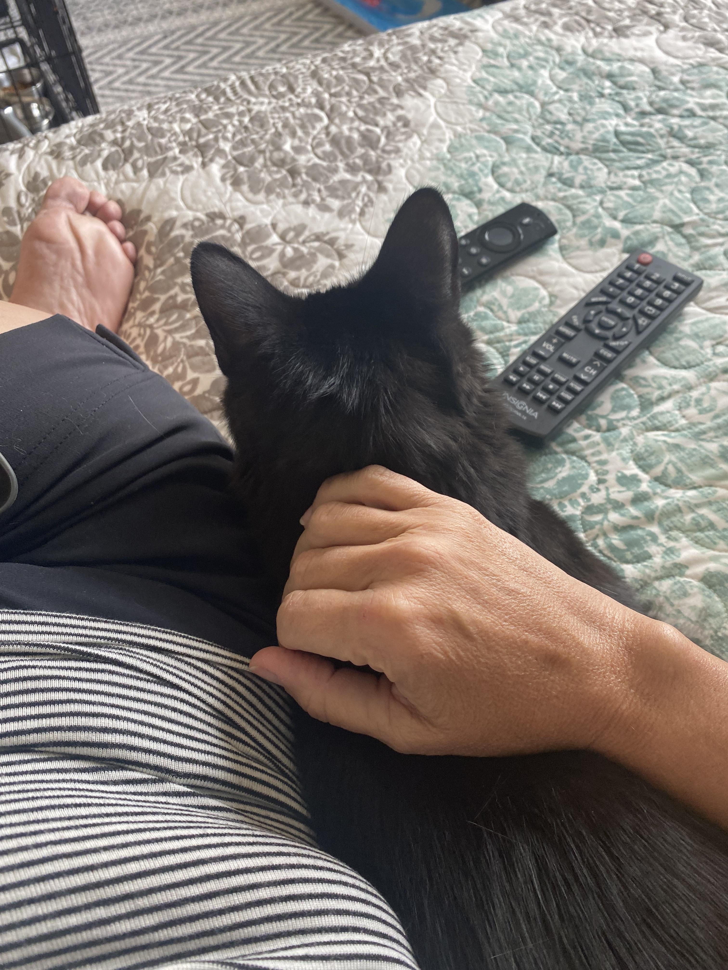 Douggie, a Adoptable Domestic Long Hair in Duluth, GA image 2/3