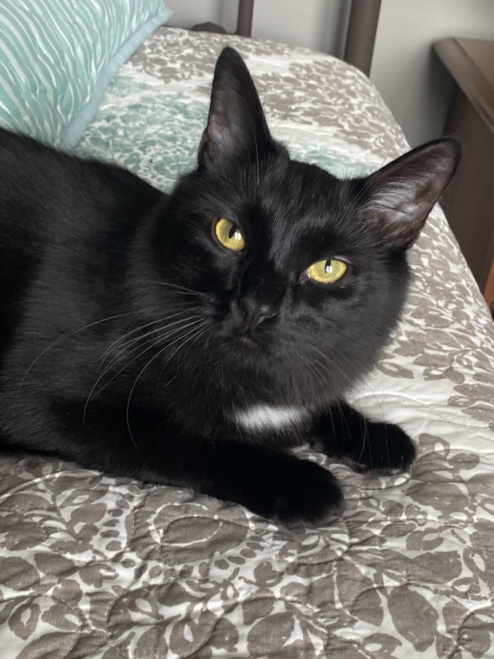 Douggie, Adoptable, Adult Male Domestic Long Hair.