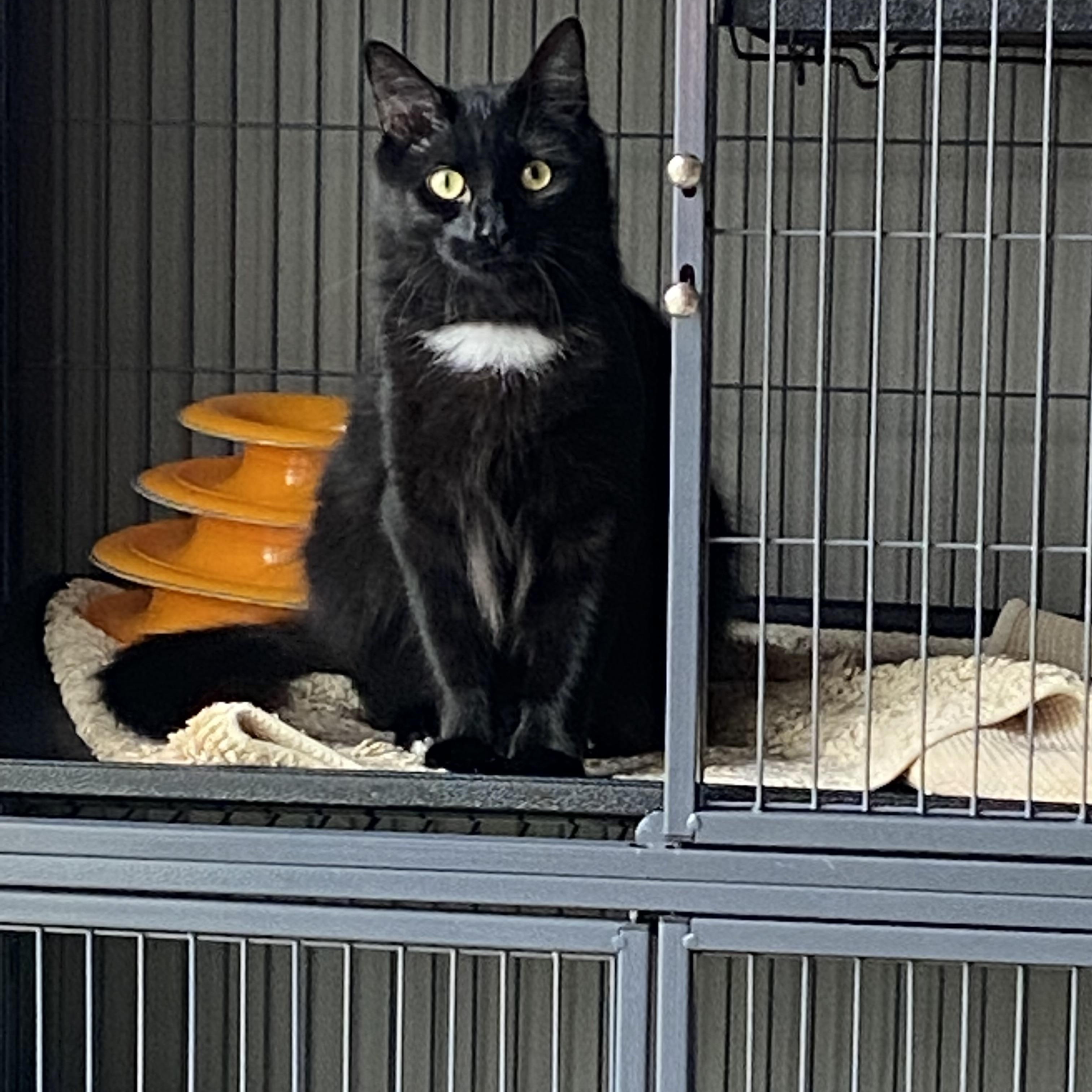 Douggie, a Adoptable Domestic Long Hair in Duluth, GA image 3/3