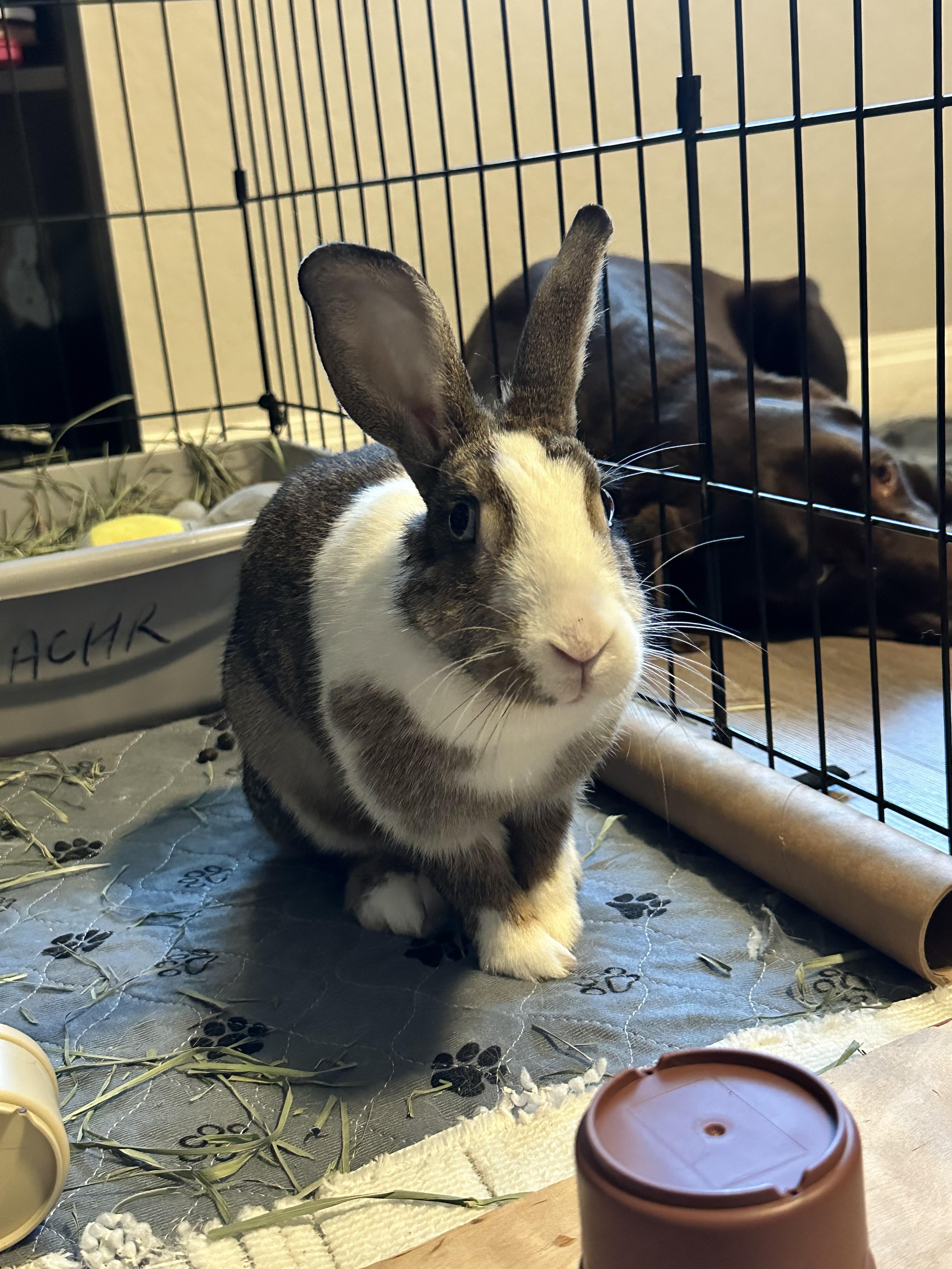 Caitlyn, a ADOPTABLE Dutch in San Antonio, TX image 5/6