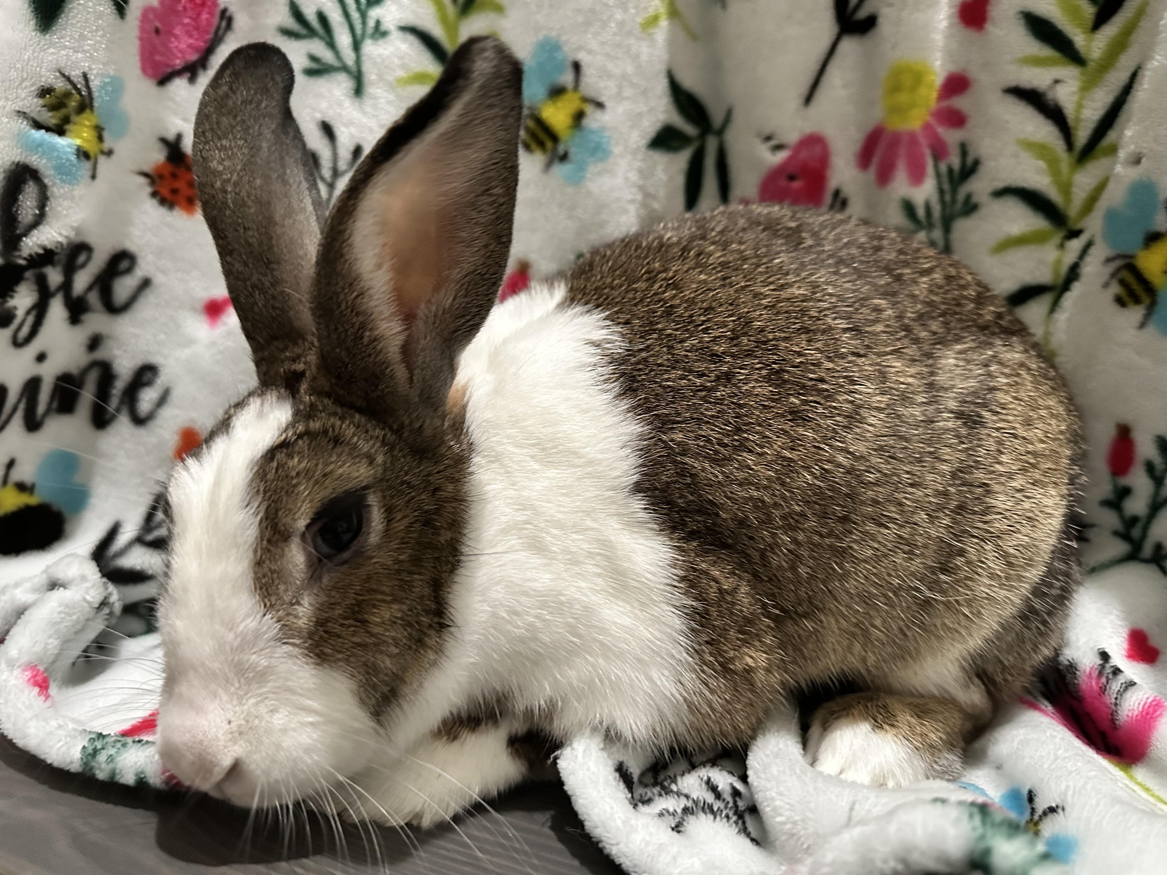 Caitlyn, a ADOPTABLE Dutch in San Antonio, TX image 3/6