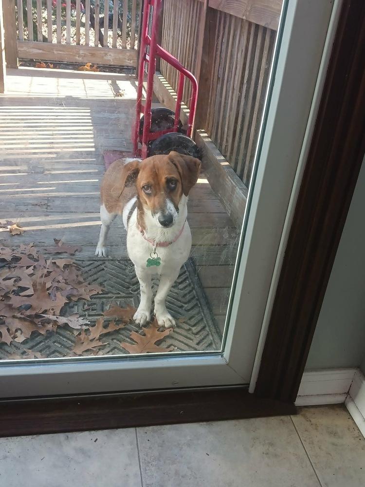 Mindy, Adoptable, Young Female Basset Hound.