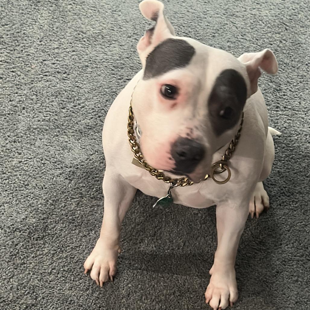 Susy - Home to Home, Adoptable, Adult Female Pit Bull Terrier.
