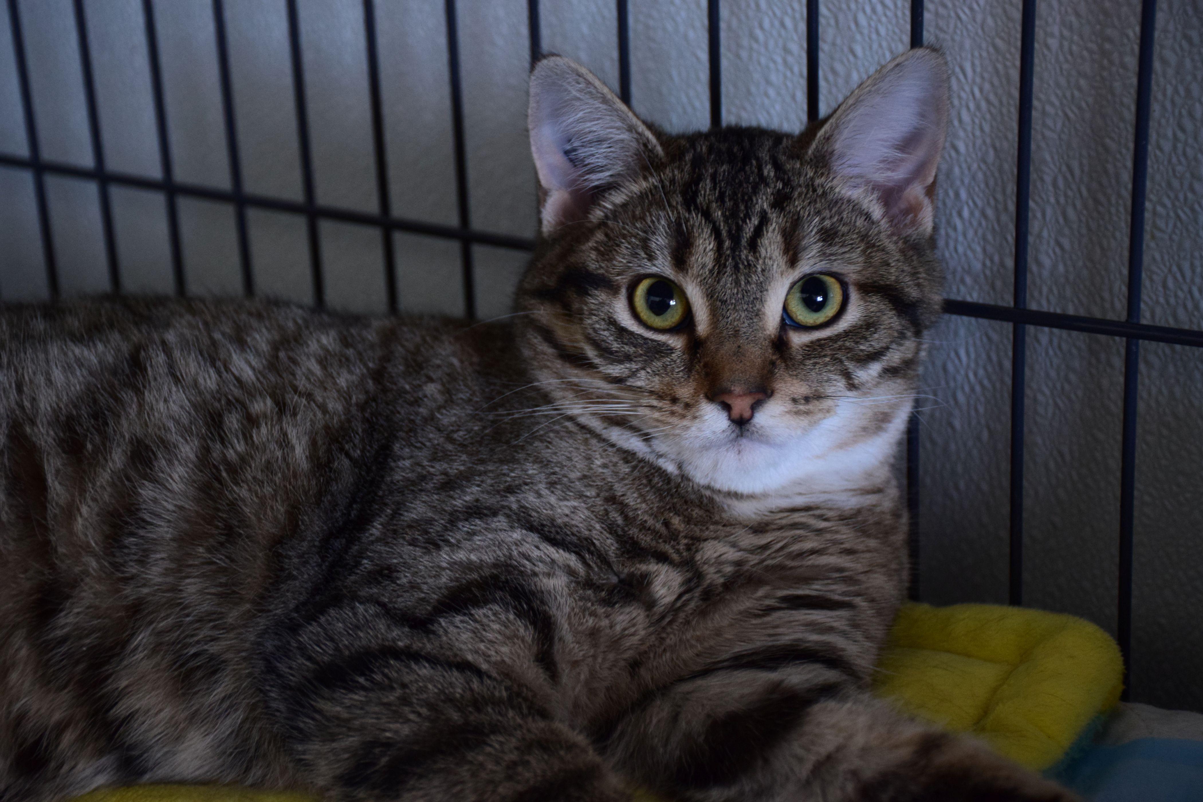 Sissy, ADOPTABLE, Adult Female Tabby.