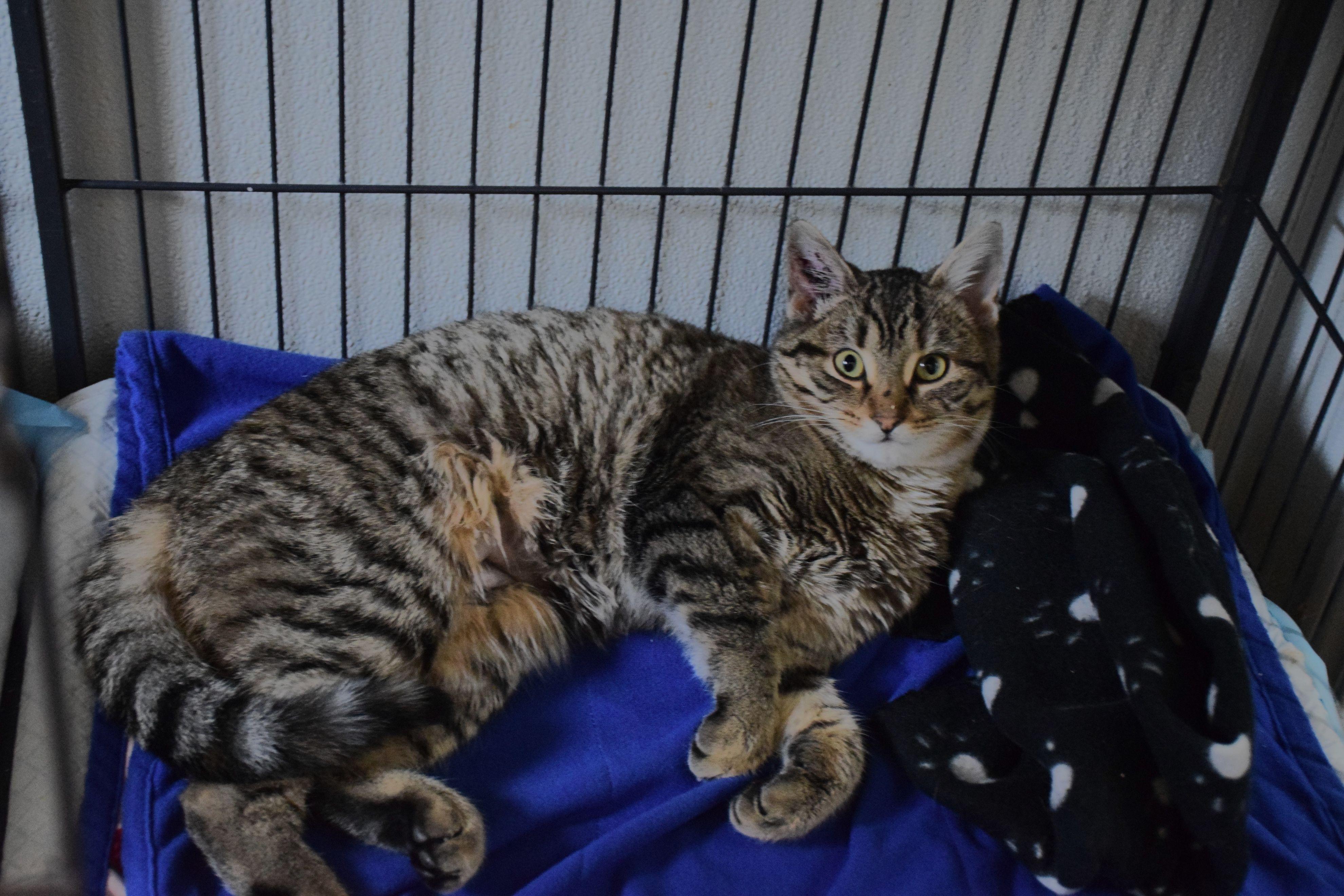 Enlarge Sissy, a ADOPTABLE Tabby in Claresholm, AB image 1/1
