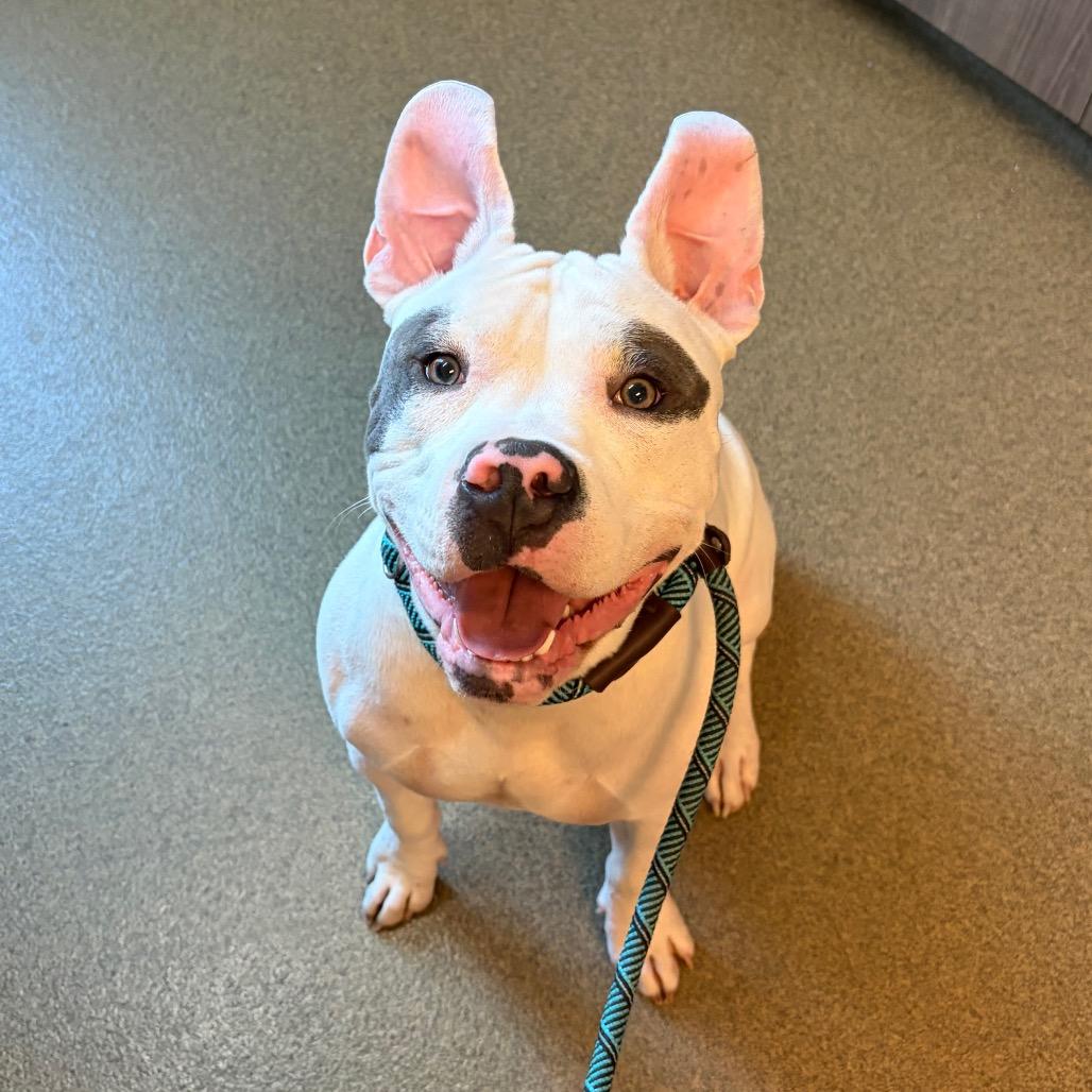 Petey, Adoptable, Young Male Pit Bull Terrier.