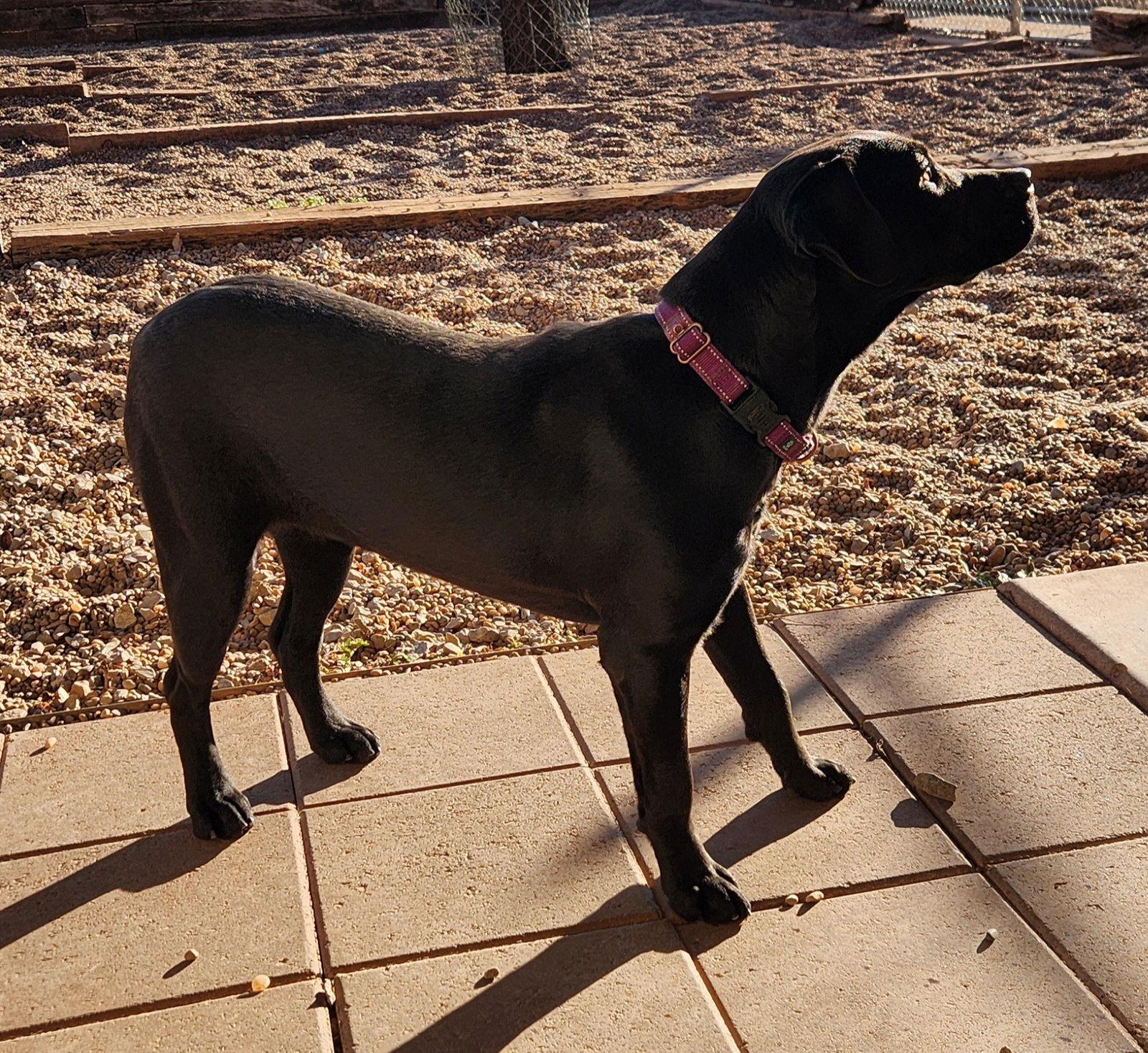 Matilda, Adoptable, Adult Female Black Labrador Retriever.