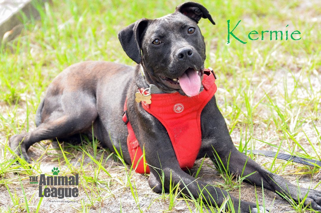 Kermie, Adoptable, Adult Male Labrador Retriever & American Staffordshire Terrier.