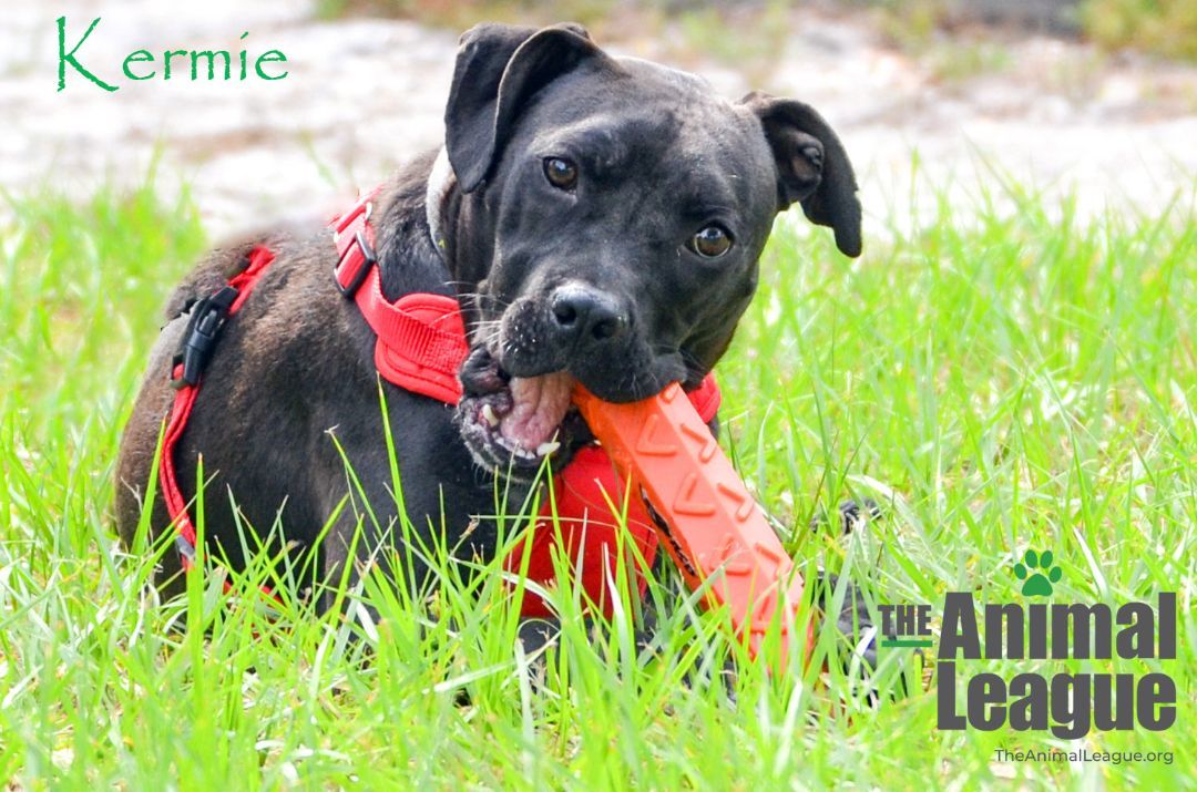 Kermie, a Adoptable mixed breed in Clermont, FL image 2/12