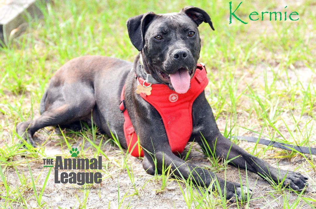 Kermie, a Adoptable mixed breed in Clermont, FL image 3/12