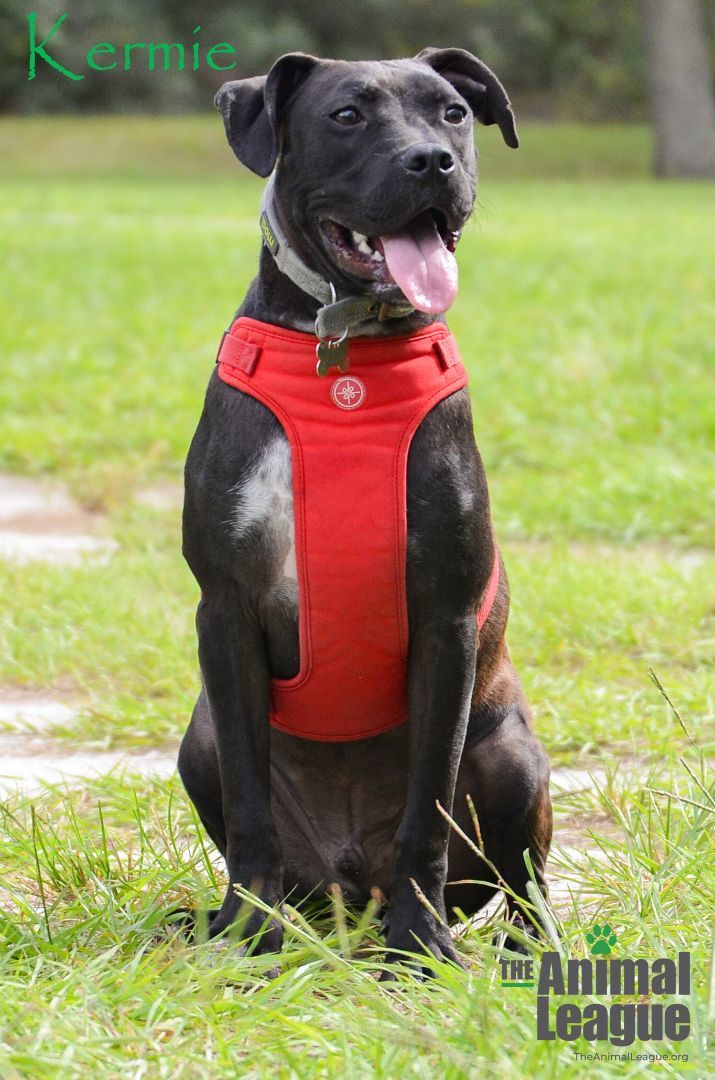 Kermie, a Adoptable mixed breed in Clermont, FL image 4/12