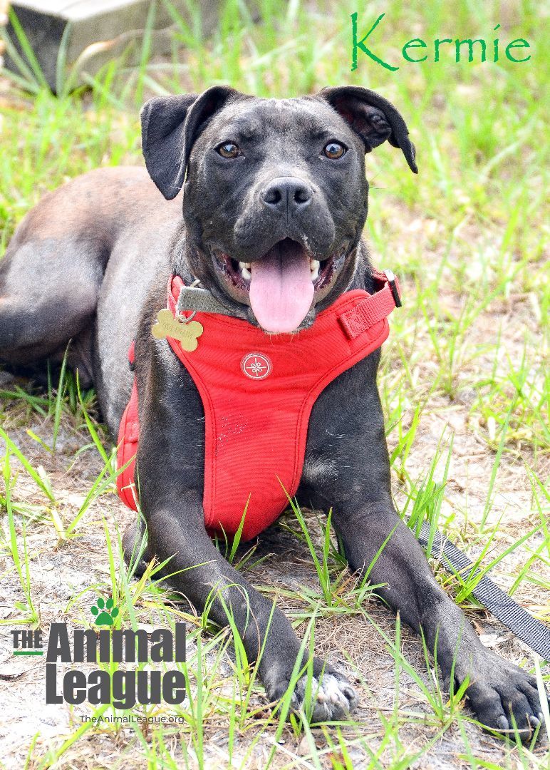 Kermie, a Adoptable mixed breed in Clermont, FL image 5/12