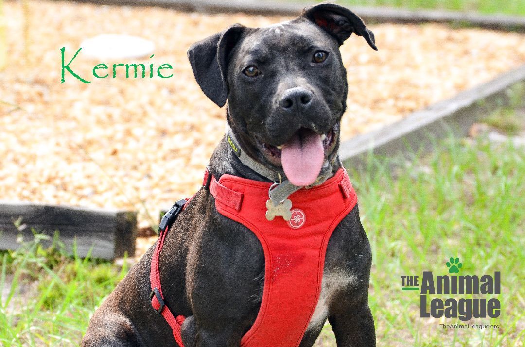 Kermie, a Adoptable mixed breed in Clermont, FL image 6/12