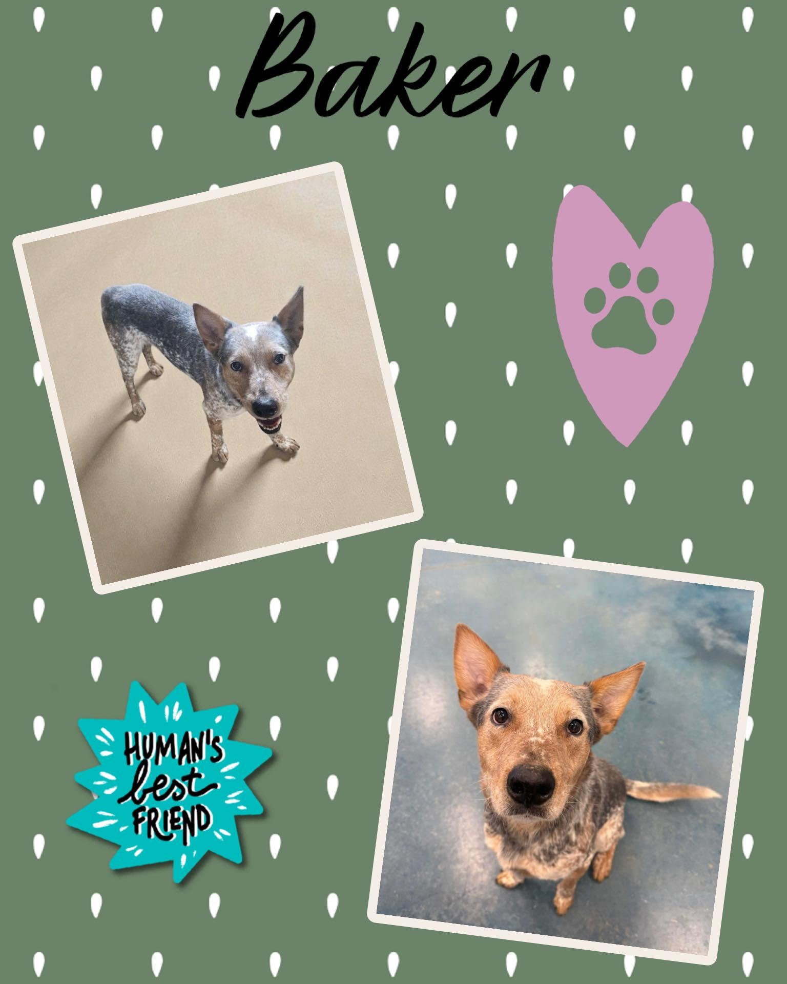 Baker, ADOPTABLE, Puppy Male Australian Cattle Dog / Blue Heeler.