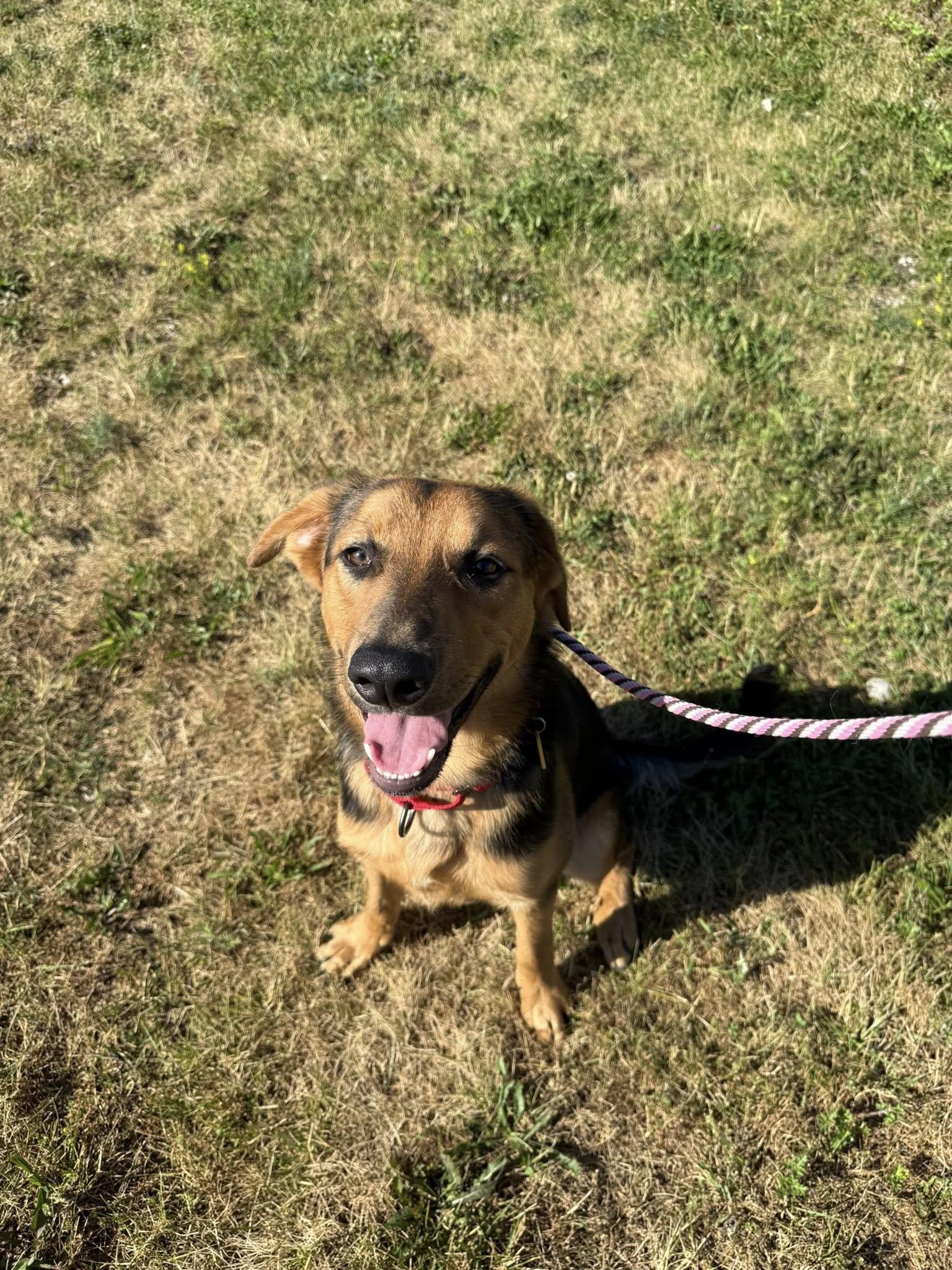 Enlarge Kelp, an adopted mixed breed in Cleveland, OH image 2/6