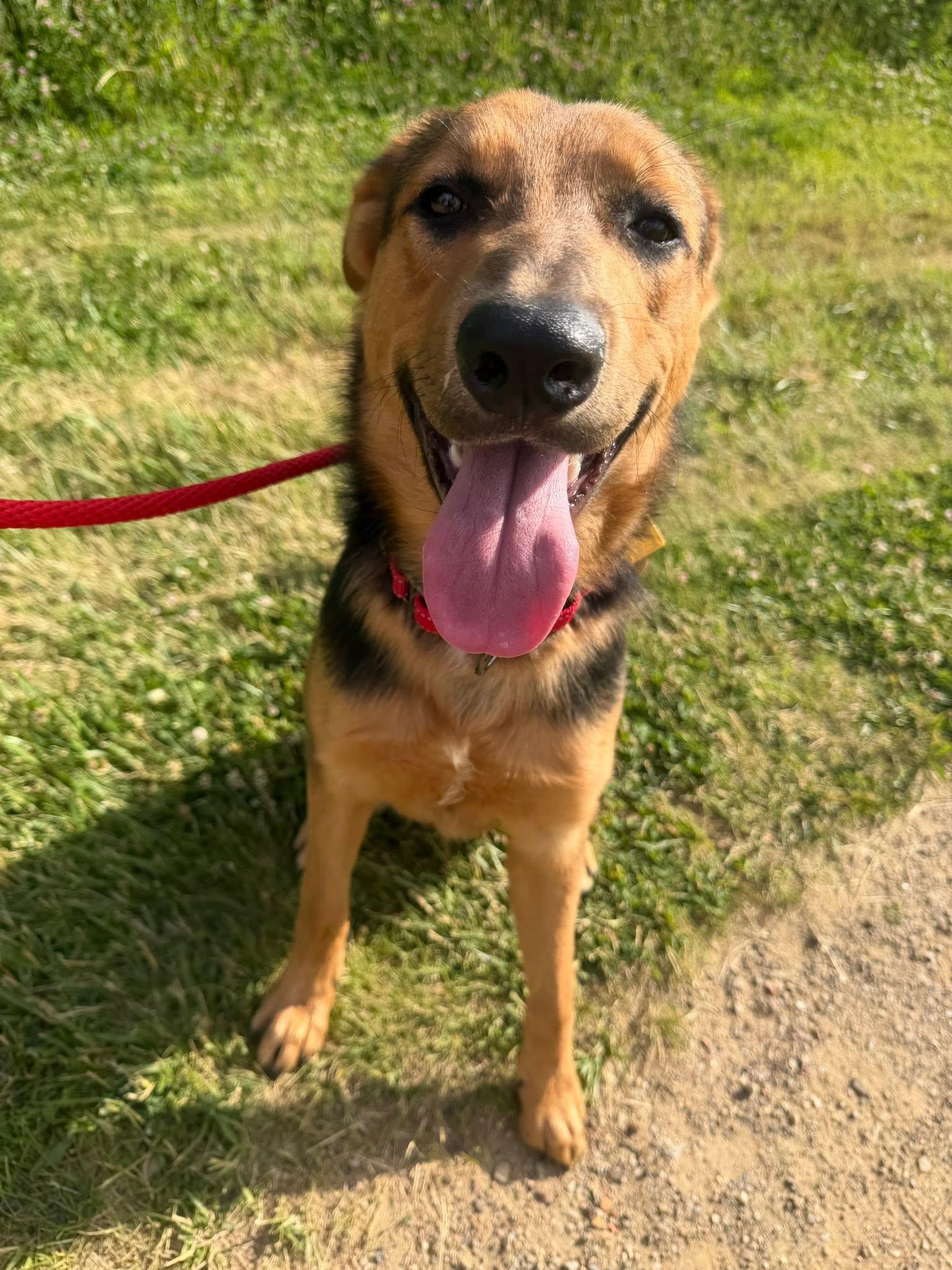 Enlarge Kelp, an adopted mixed breed in Cleveland, OH image 5/6