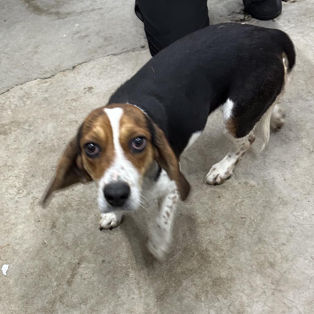 Rumi, Adoptable, Young Female Beagle.