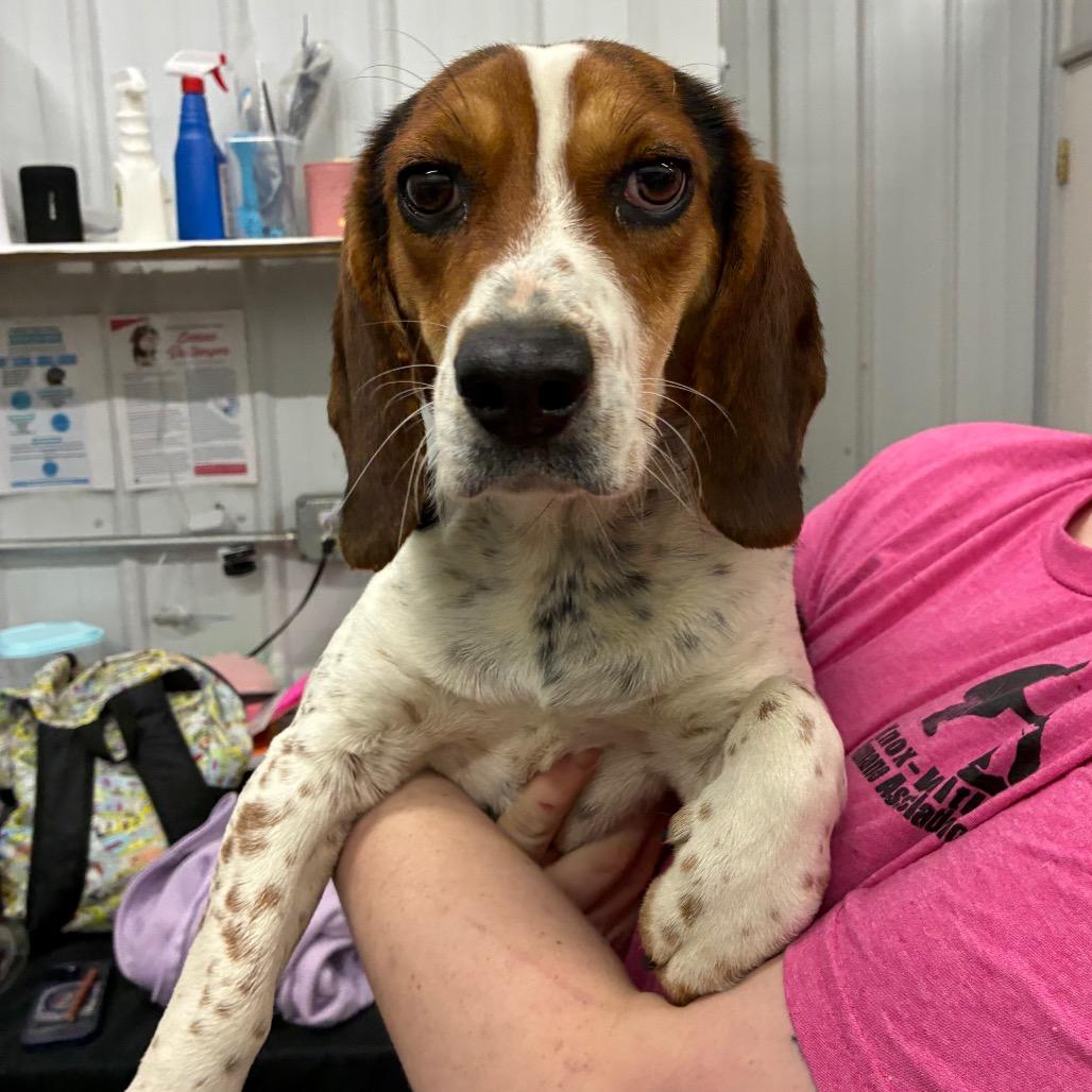 Enlarge Rumi, a Adoptable Beagle in Corbin, KY image 2/2