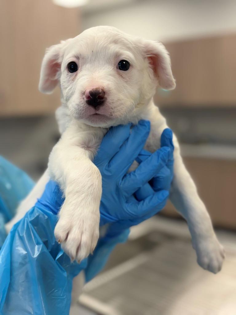 Marshmallow, Adoptable, Puppy Female Pit Bull Terrier & Mixed Breed.
