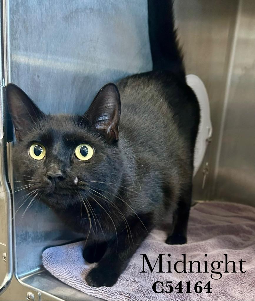 Midnight, Adoptable, Young Male Domestic Short Hair.