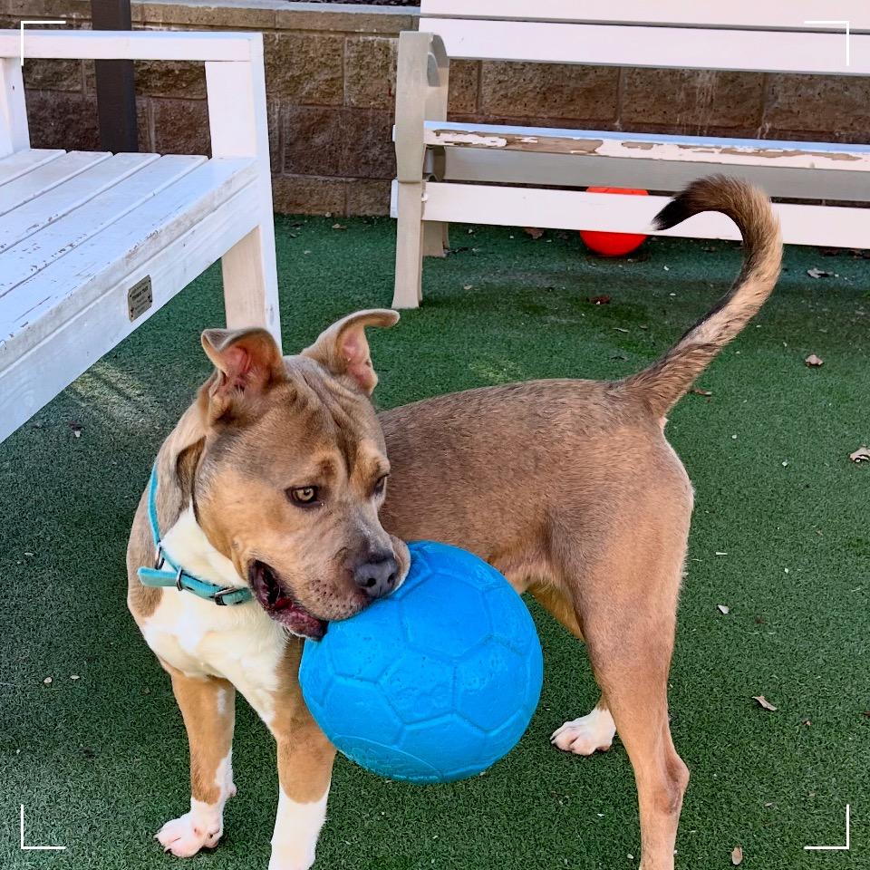 Enlarge Vlad, a Adoptable mixed breed in Upland, CA image 1/5