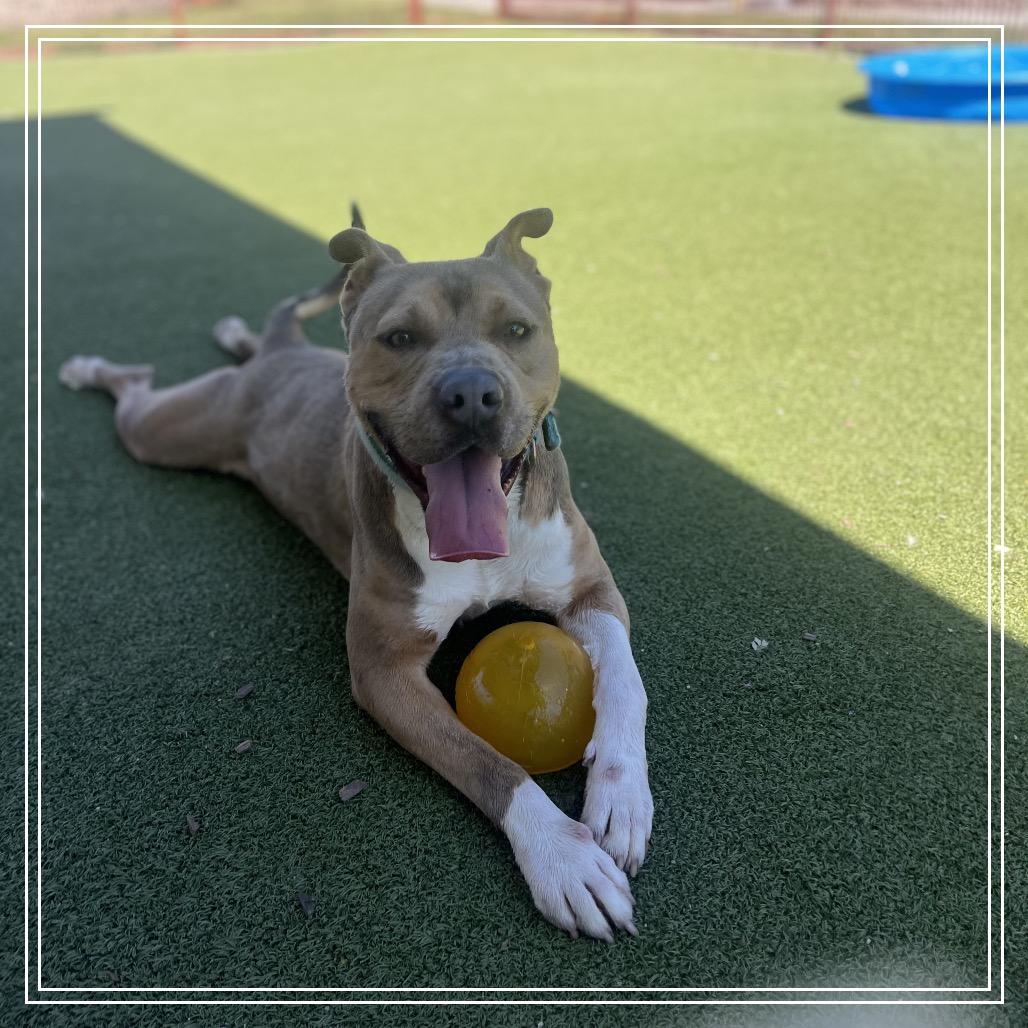 Enlarge Vlad, a Adoptable mixed breed in Upland, CA image 2/5