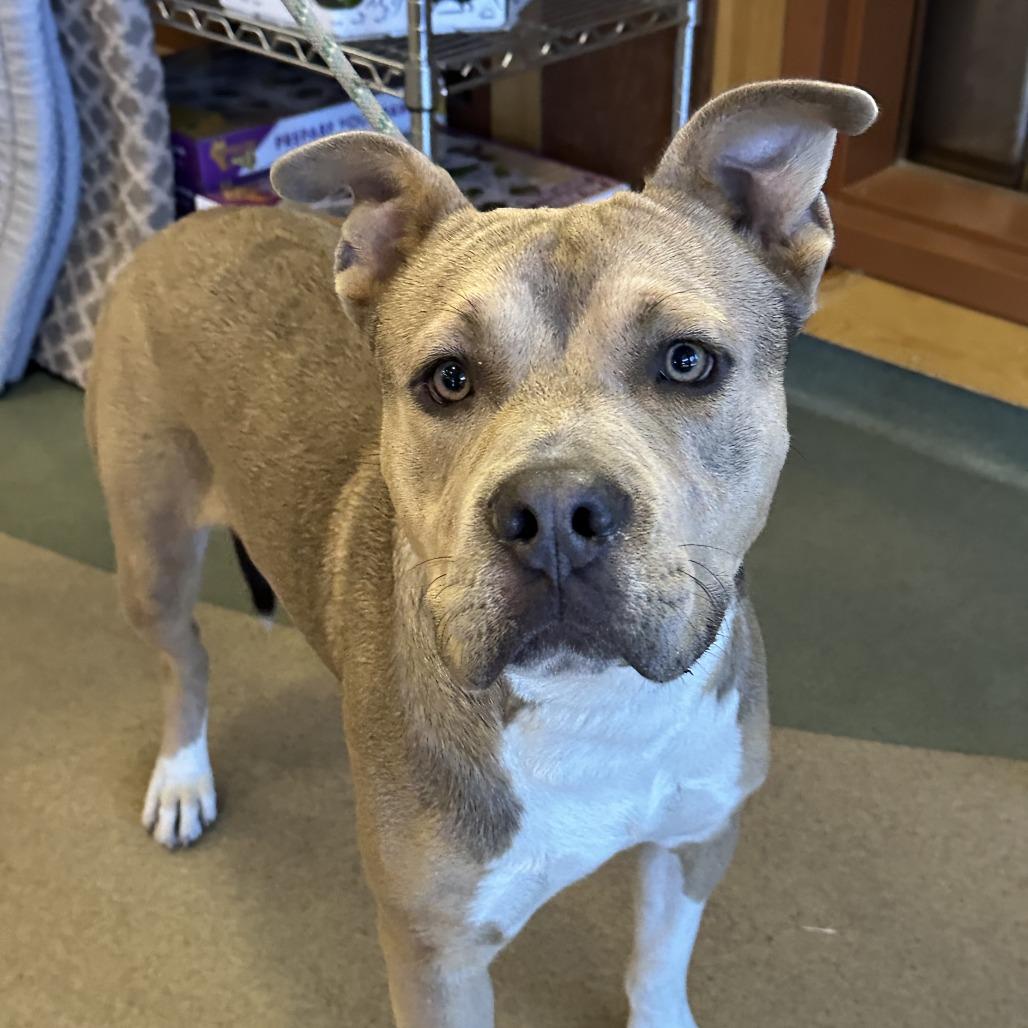 Enlarge Vlad, a Adoptable mixed breed in Upland, CA image 3/5