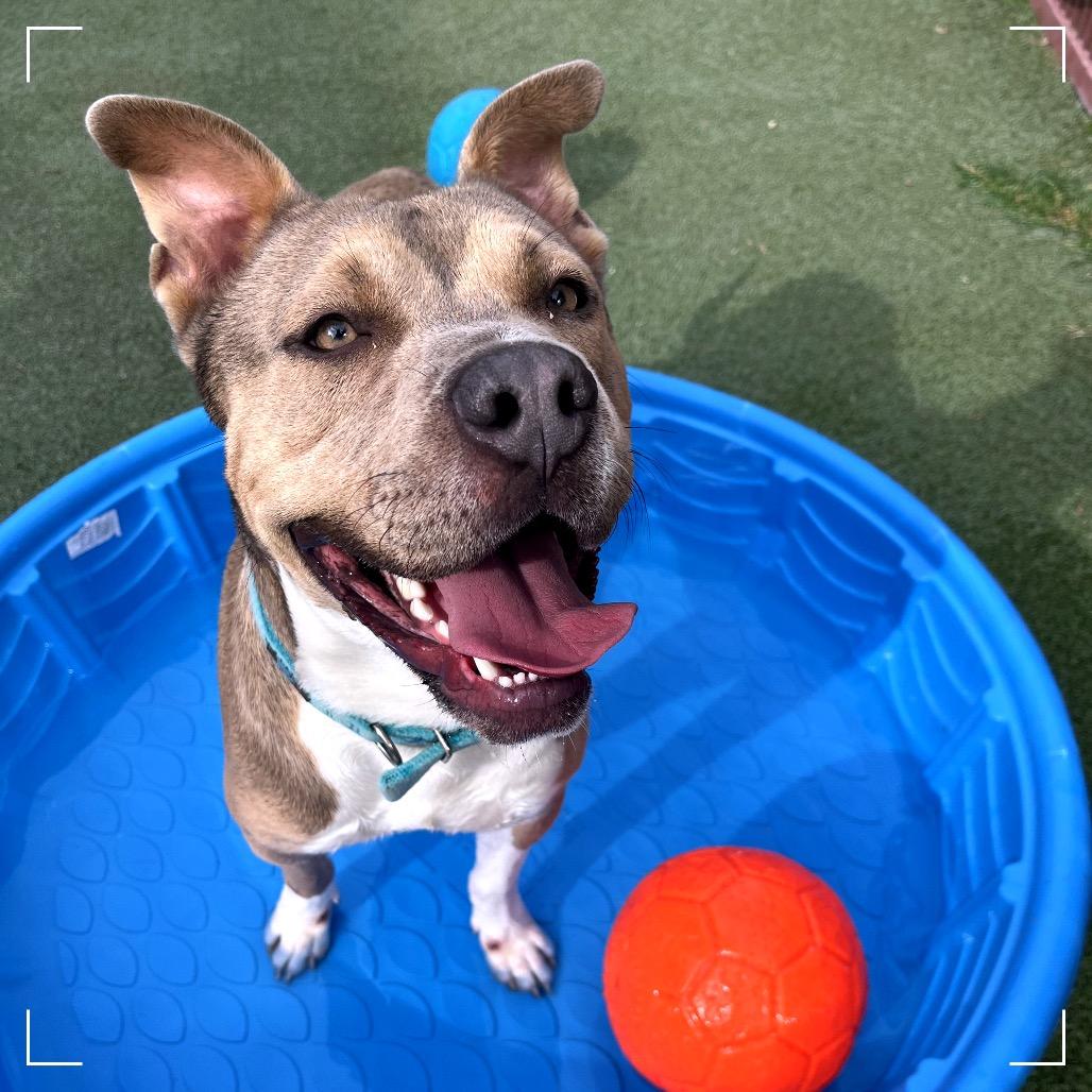 Enlarge Vlad, a Adoptable mixed breed in Upland, CA image 4/5