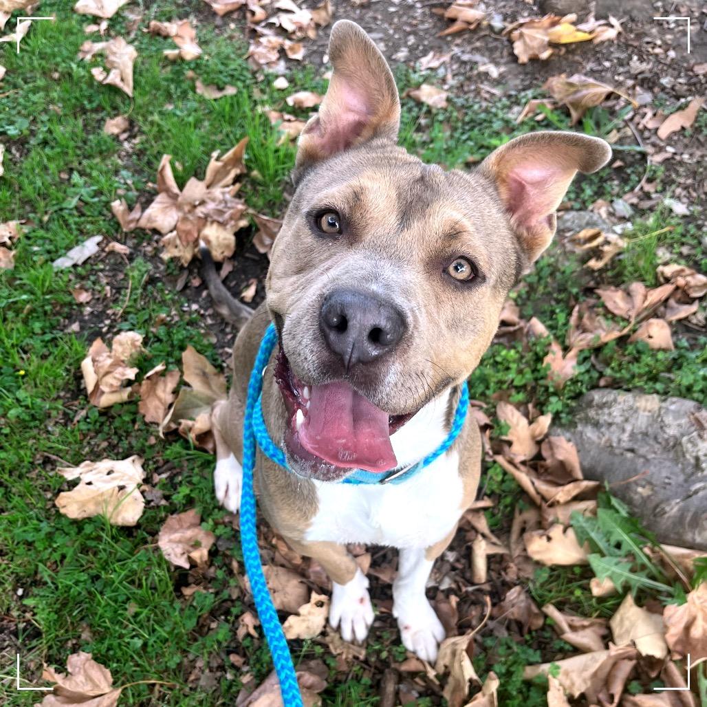 Enlarge Vlad, a Adoptable mixed breed in Upland, CA image 5/5