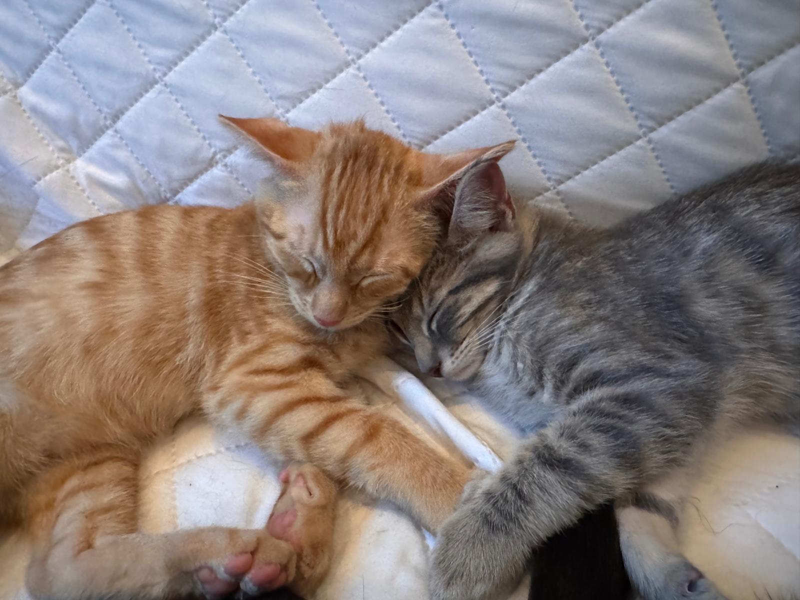 Enlarge Atlas (bonded with Orion), an adopted Domestic Short Hair in Brookhaven, GA image 4/6